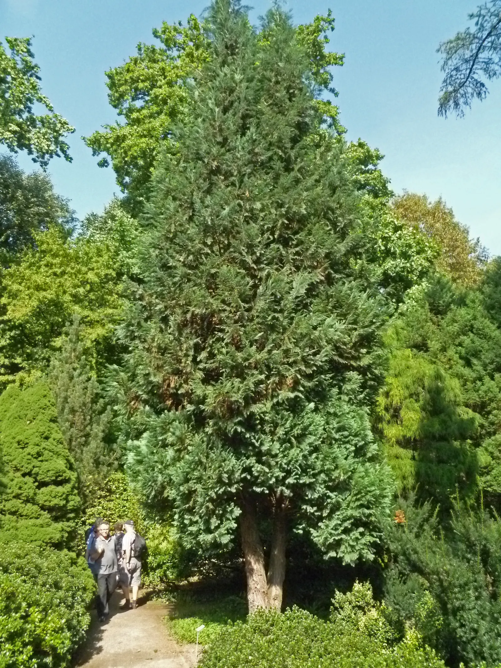 Port Orford Cedar (Chamaecyparis Lawsoniana) — providing a textured contrast to its soft foliage; approximately 0.3 to 0.4 inches in, image 54