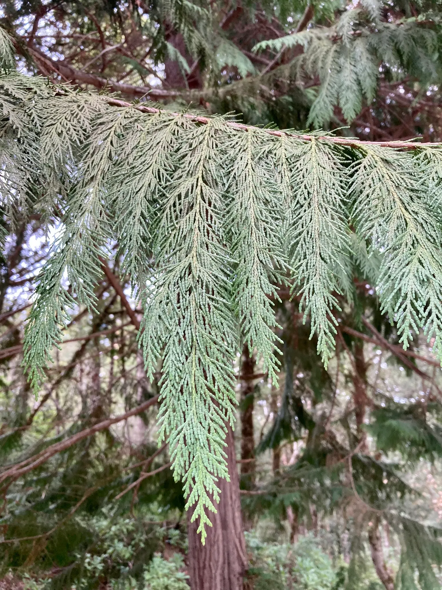 Port Orford Cedar (Chamaecyparis Lawsoniana) — providing a textured contrast to its soft foliage