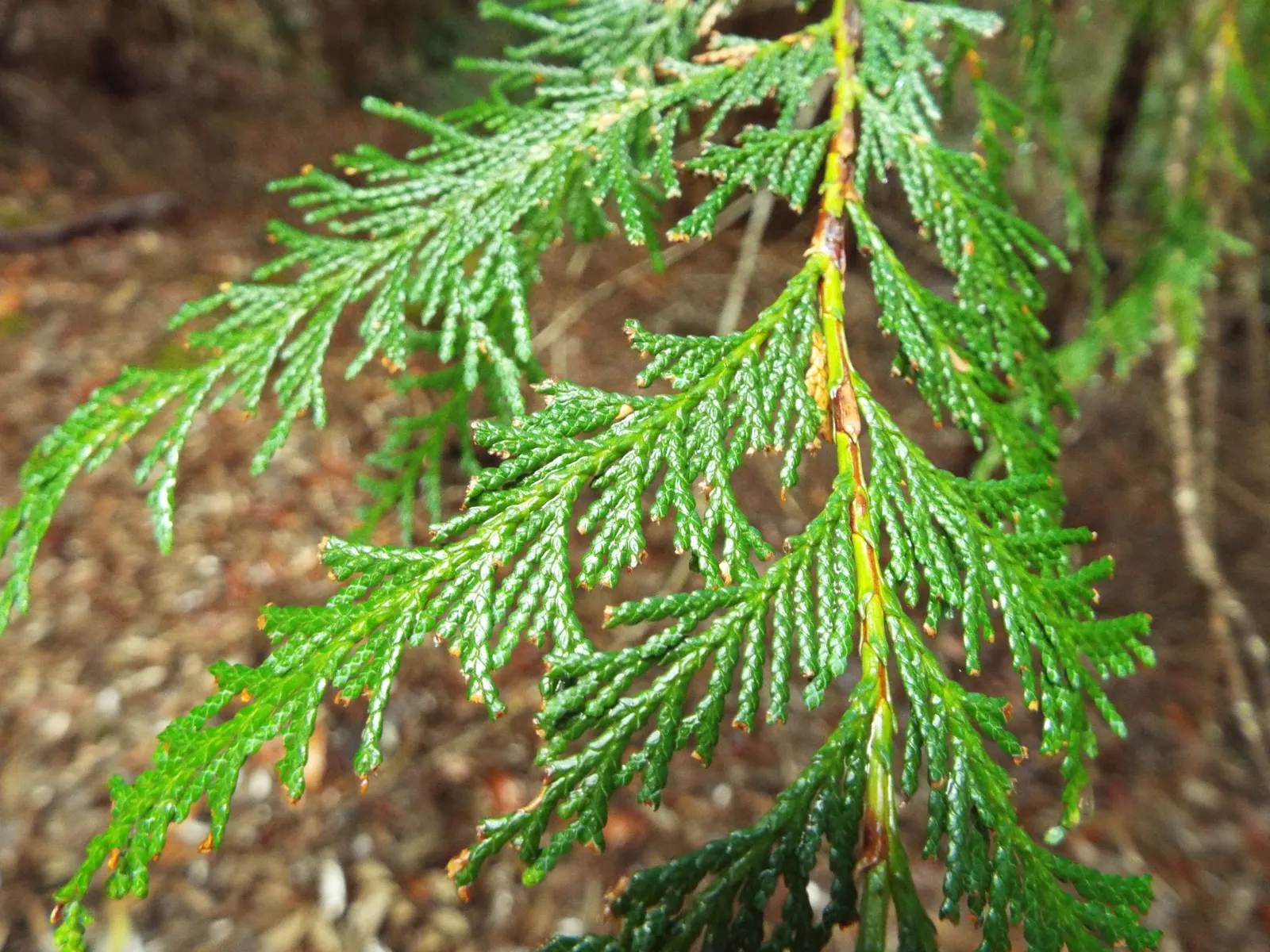 Port Orford Cedar (Chamaecyparis Lawsoniana) — The Port Orford Cedar (Chamaecyparis lawsoniana) is a majestic; its drooping branches hold dense, scale-like
