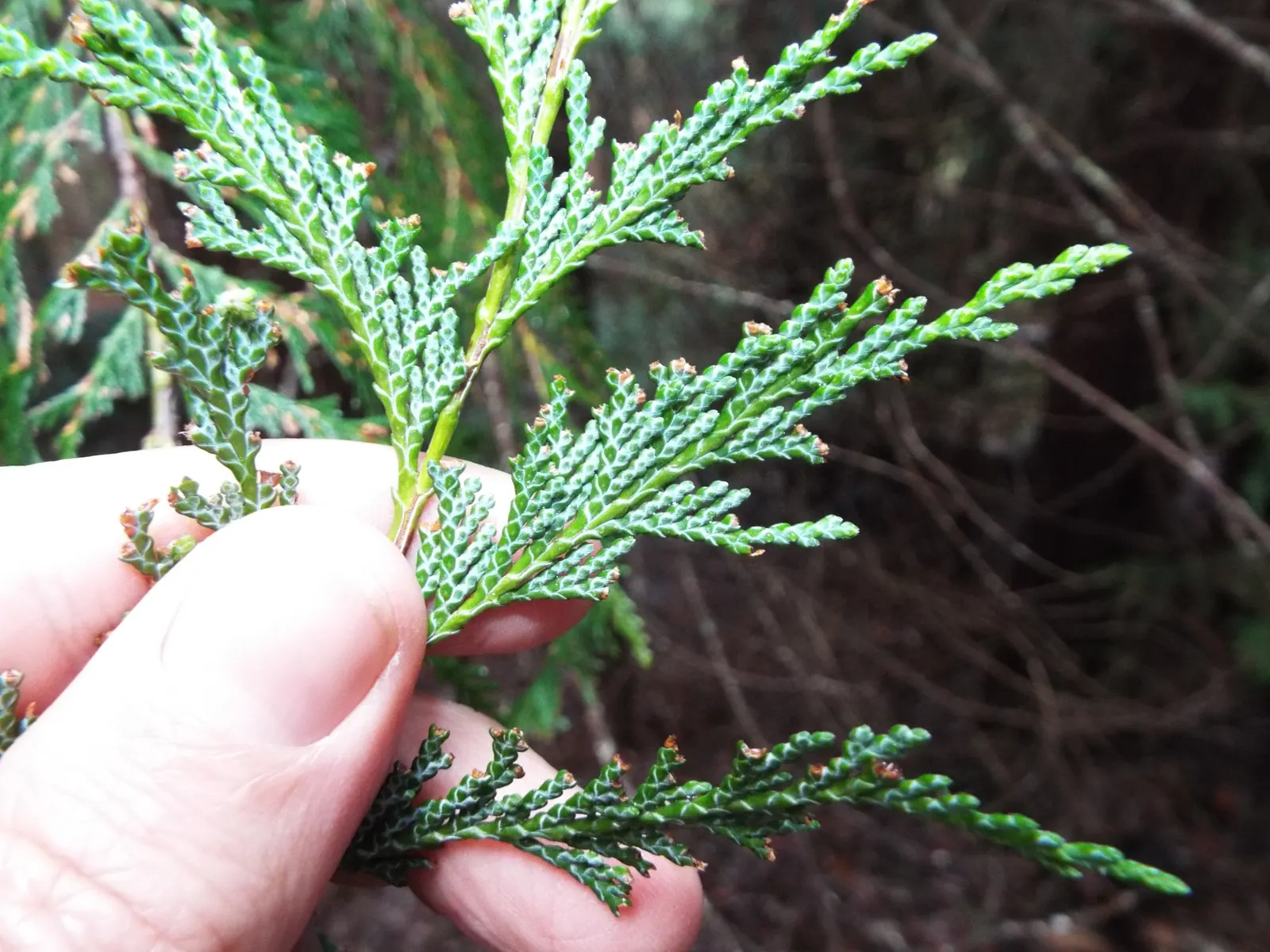 Port Orford Cedar (Chamaecyparis Lawsoniana) — slightly acidic soils and thrives in full sun to partial shade; native to southwestern Oregon and northwestern