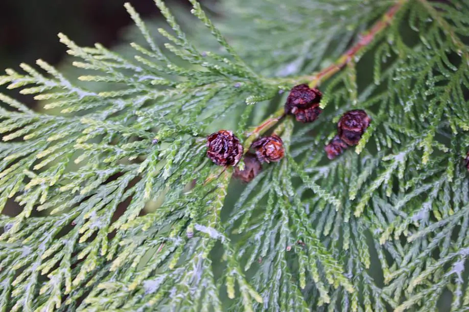 Port Orford Cedar (Chamaecyparis Lawsoniana) — The Port Orford Cedar (Chamaecyparis lawsoniana) is a majestic; its drooping branches hold dense, image 101