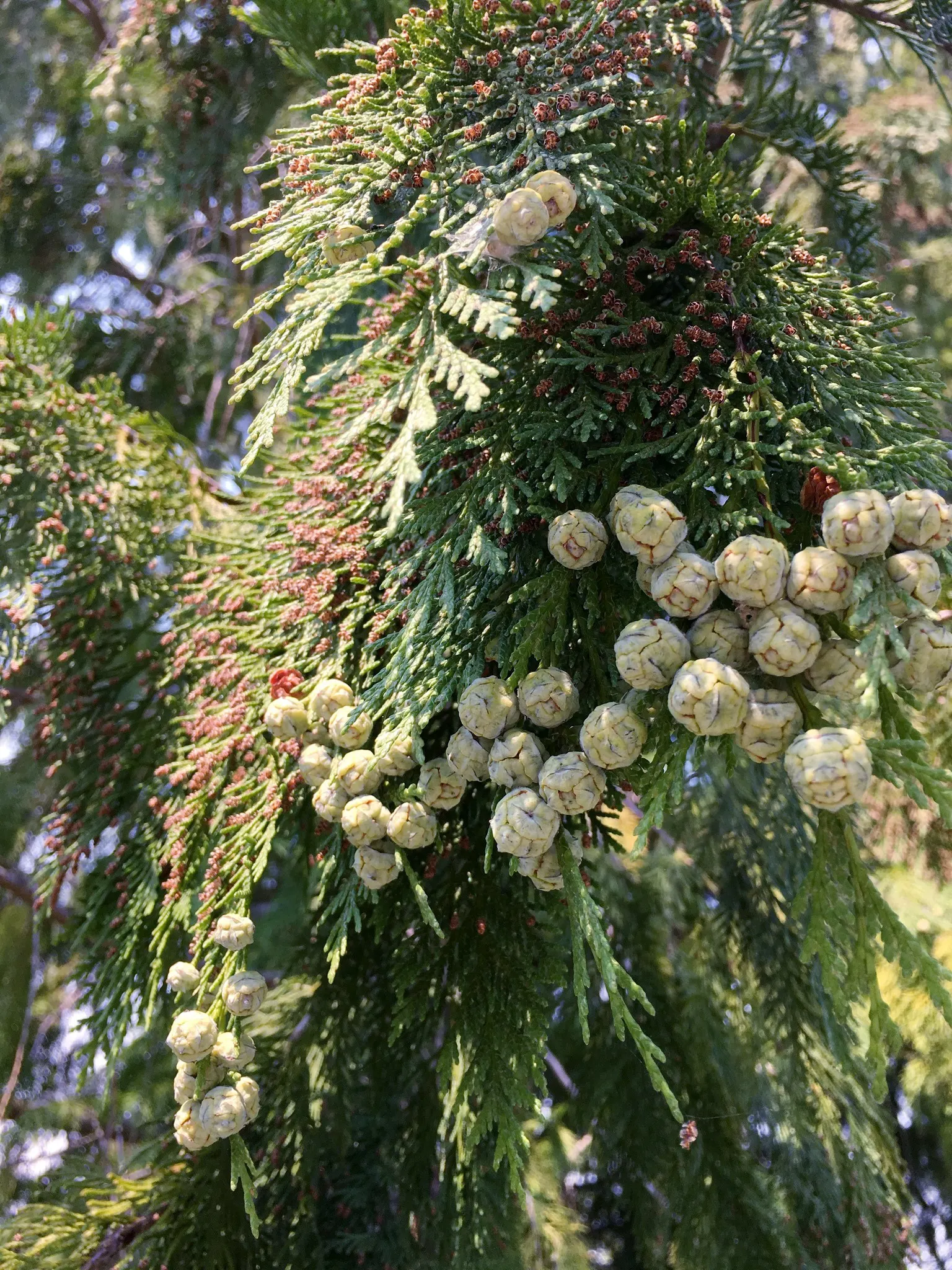 Port Orford Cedar (Chamaecyparis Lawsoniana) — sometimes tinged with blue; is a stately evergreen conifer known for its resilience and graceful, image 53