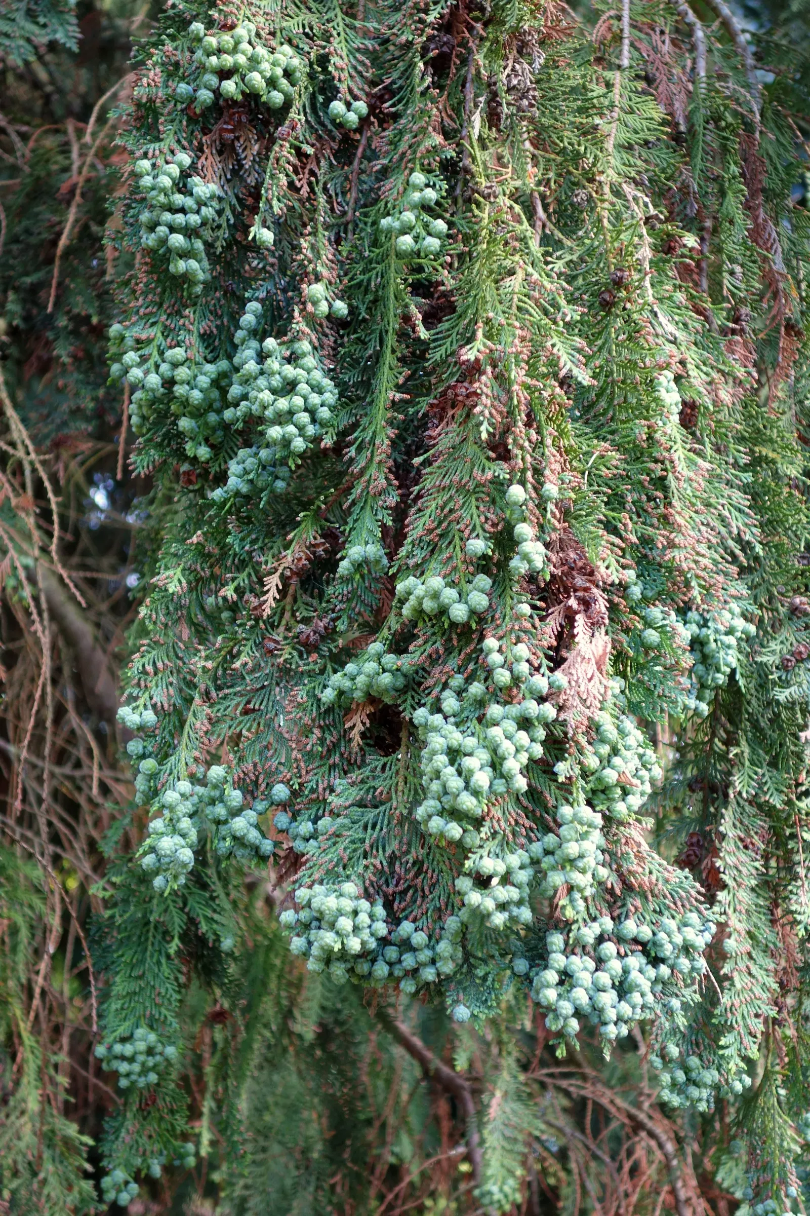 Port Orford Cedar (Chamaecyparis Lawsoniana) — Its drooping branches hold dense, scale-like, bluish-green foliage exuding a pungent aroma