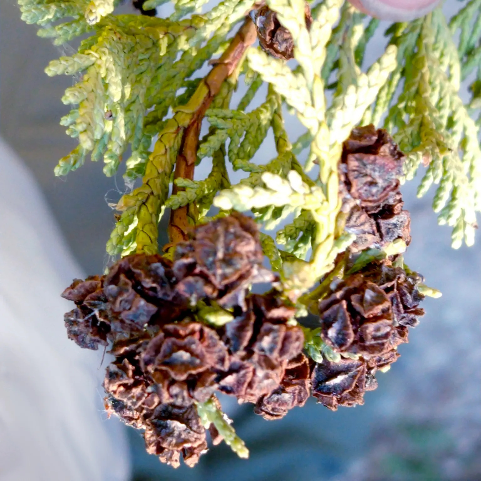 Port Orford Cedar (Chamaecyparis Lawsoniana) — It is adaptable but requires ample space for proper development, making it less suitable for compact, image 57