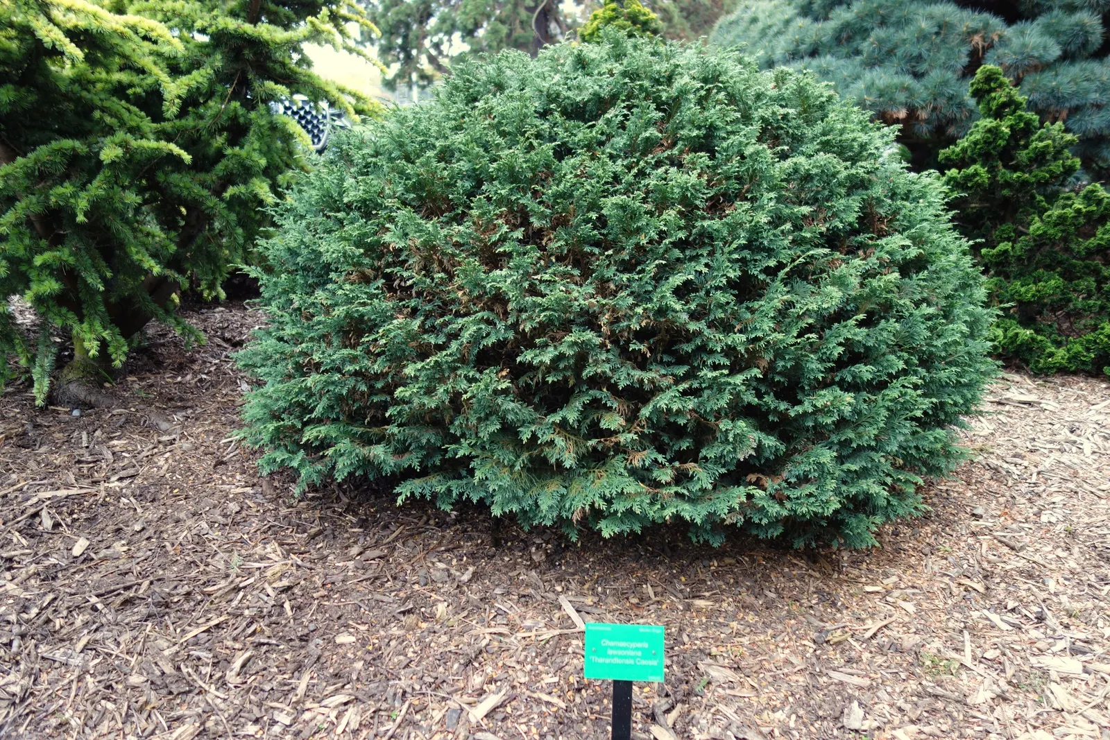 Port Orford Cedar (Chamaecyparis Lawsoniana) — slightly acidic soils and thrives in full sun to partial shade; native to southwestern Oregon and, image 76