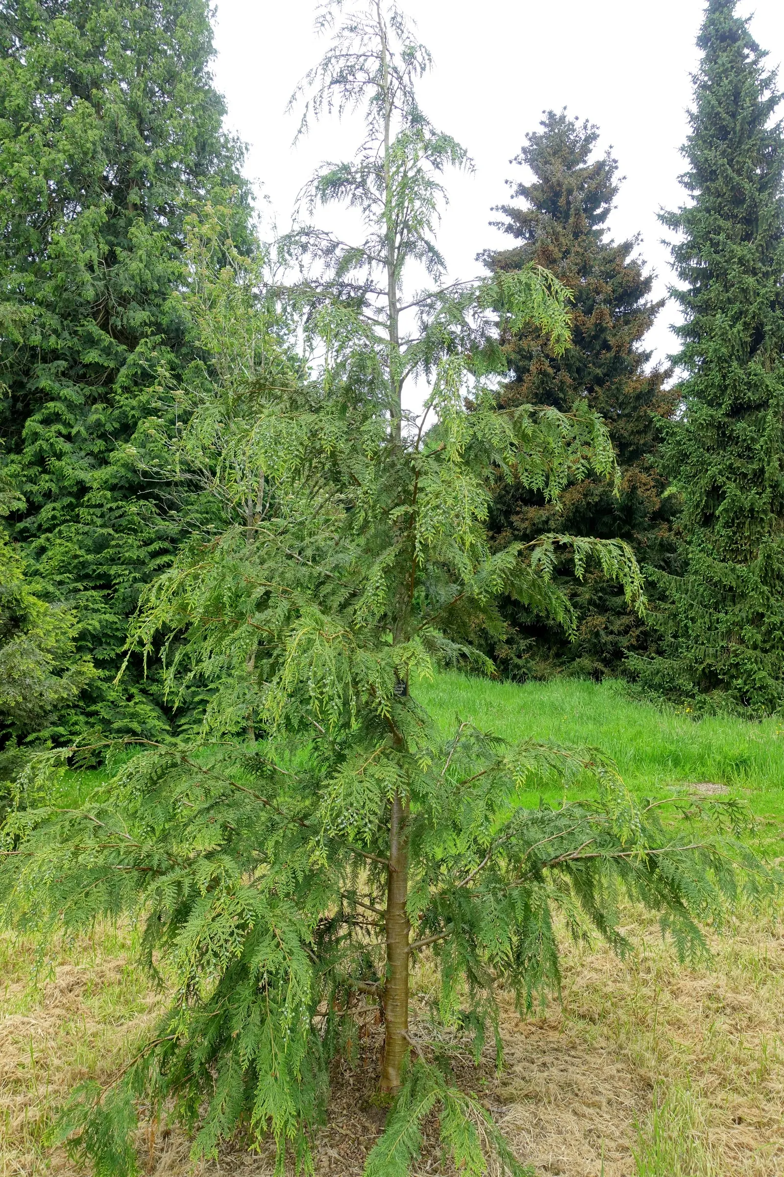 Port Orford Cedar (Chamaecyparis Lawsoniana) — making it an excellent choice for creating vertical emphasis or as a focal point in large gardens; providing a