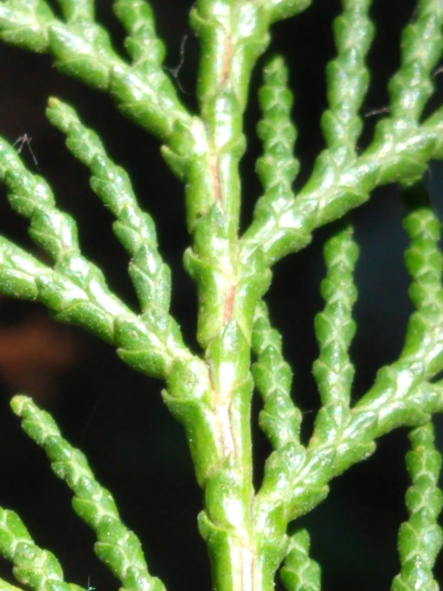 Port Orford Cedar (Chamaecyparis Lawsoniana) — is a stately evergreen conifer known for its resilience and graceful aesthetic; sometimes tinged, image 48