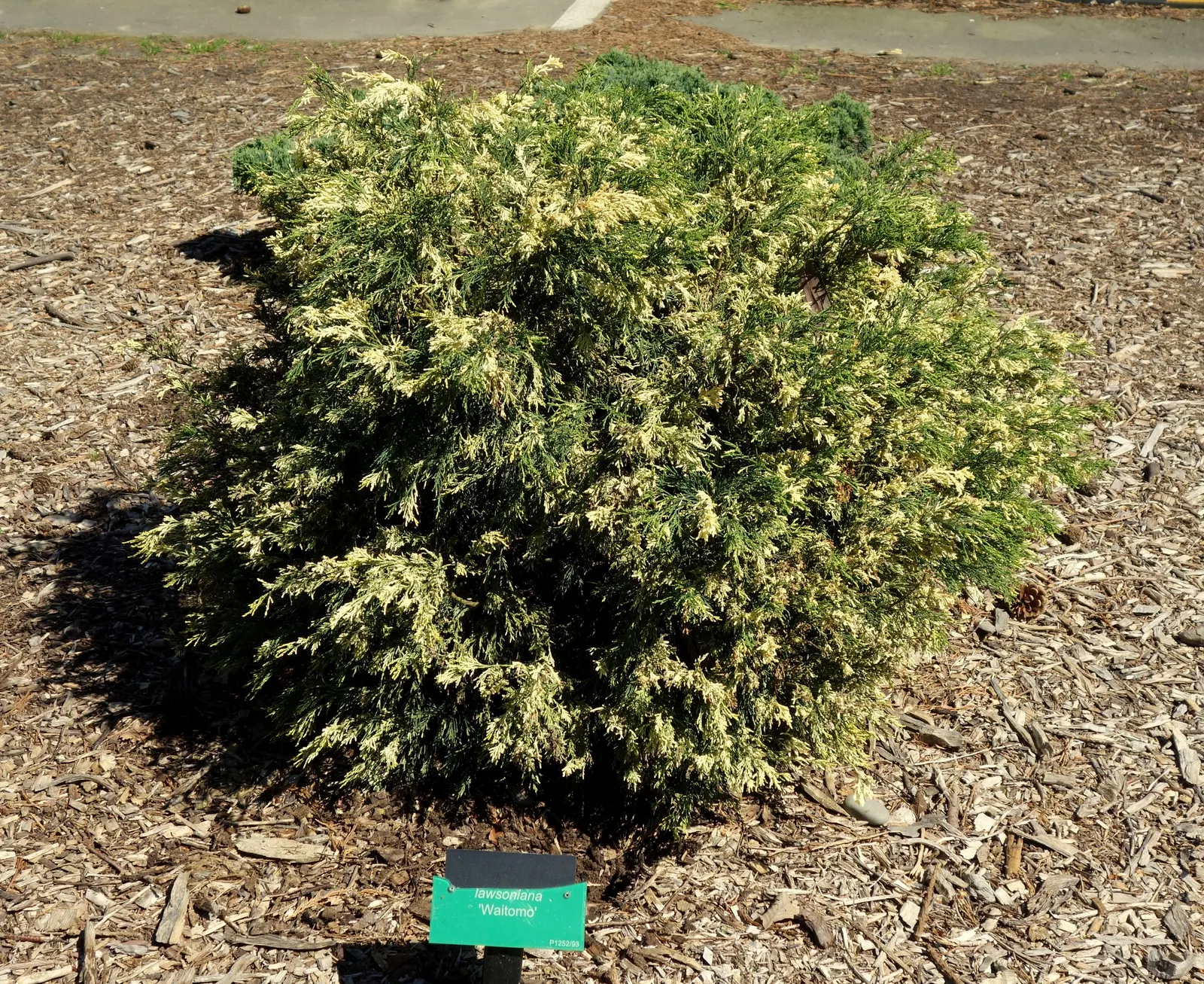Port Orford Cedar (Chamaecyparis Lawsoniana) — scientifically known as Chamaecyparis lawsoniana; hardy in zones 7-9, it brings elegance and, image 67