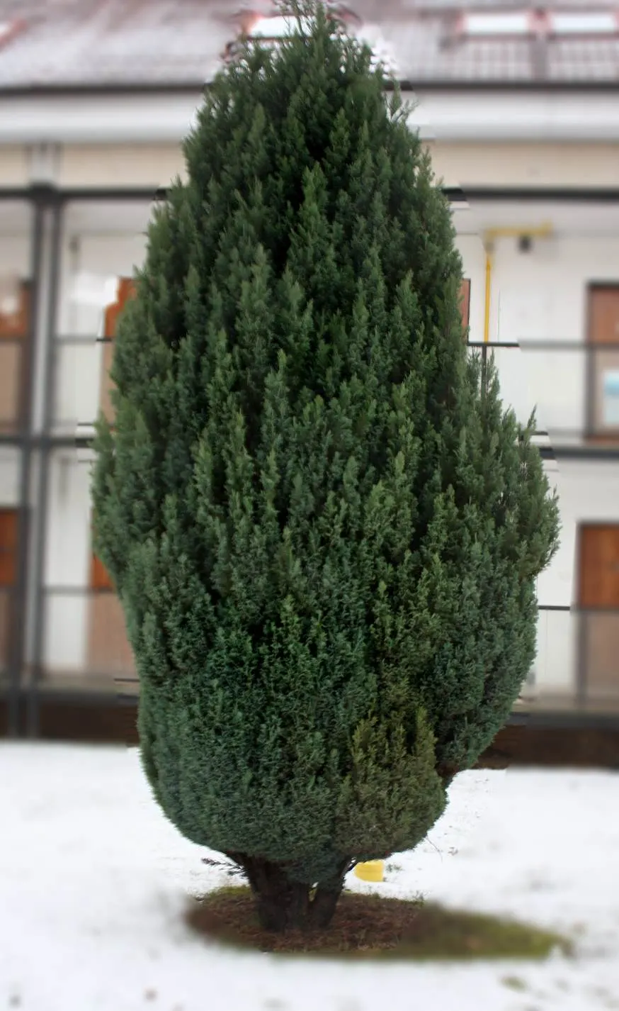 Port Orford Cedar (Chamaecyparis Lawsoniana) — evergreen conifer with a pyramidal shape; making it an excellent choice for creating vertical, image 82