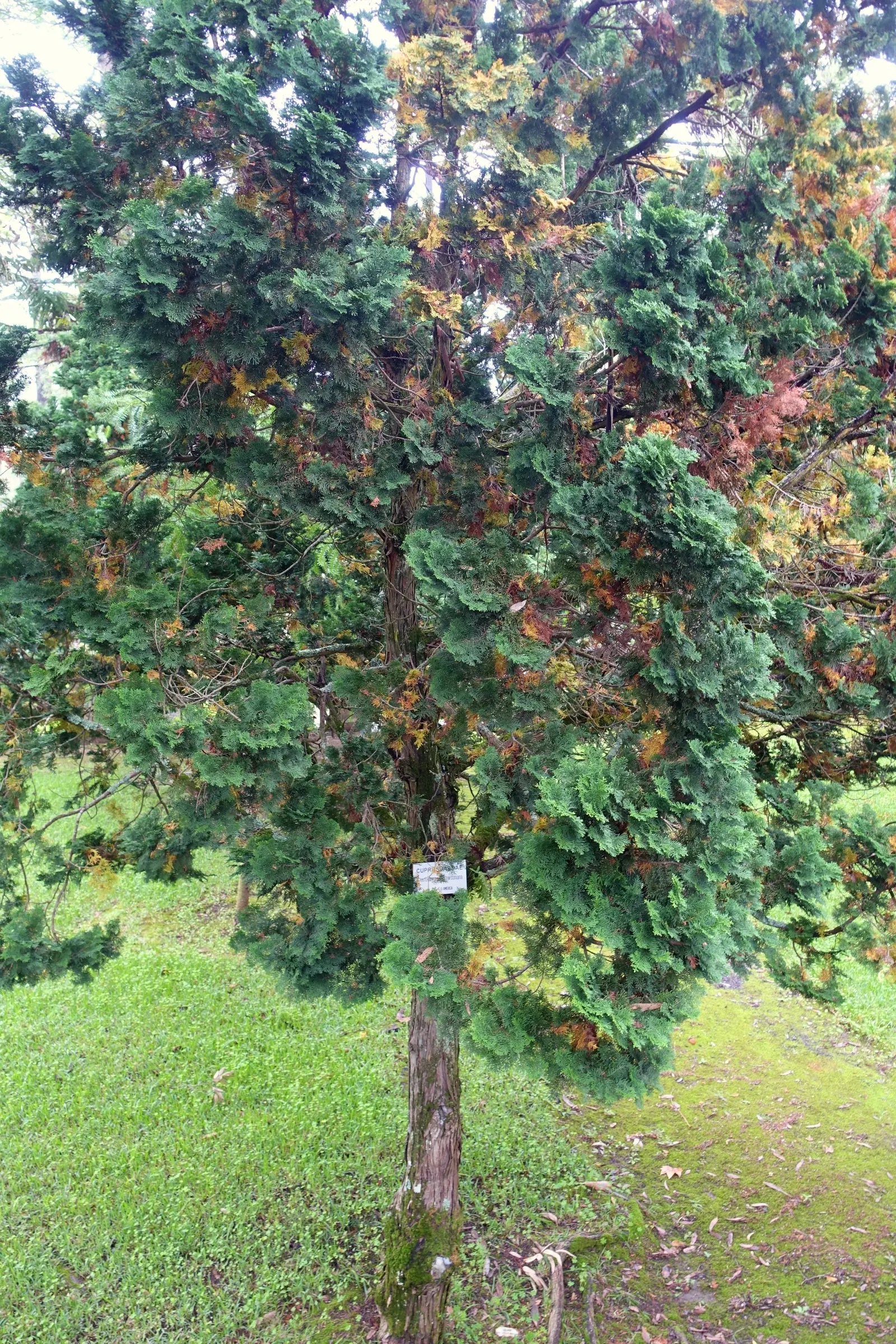 Port Orford Cedar (Chamaecyparis Lawsoniana) — Ideal for large landscapes, it requires well-drained soil; scale-like leaves are a vibrant green, image 85