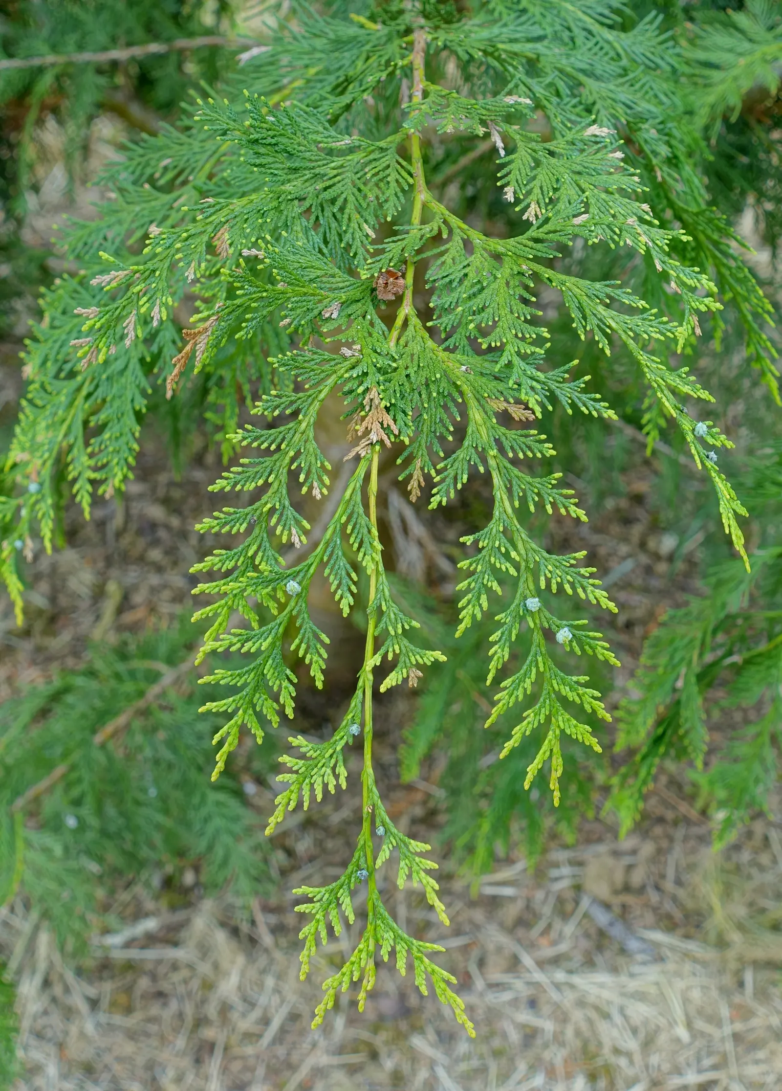 Port Orford Cedar (Chamaecyparis Lawsoniana) — scale-like leaves are a vibrant green; the Port Orford Cedar (Chamaecyparis lawsoniana) is a majestic, image 92