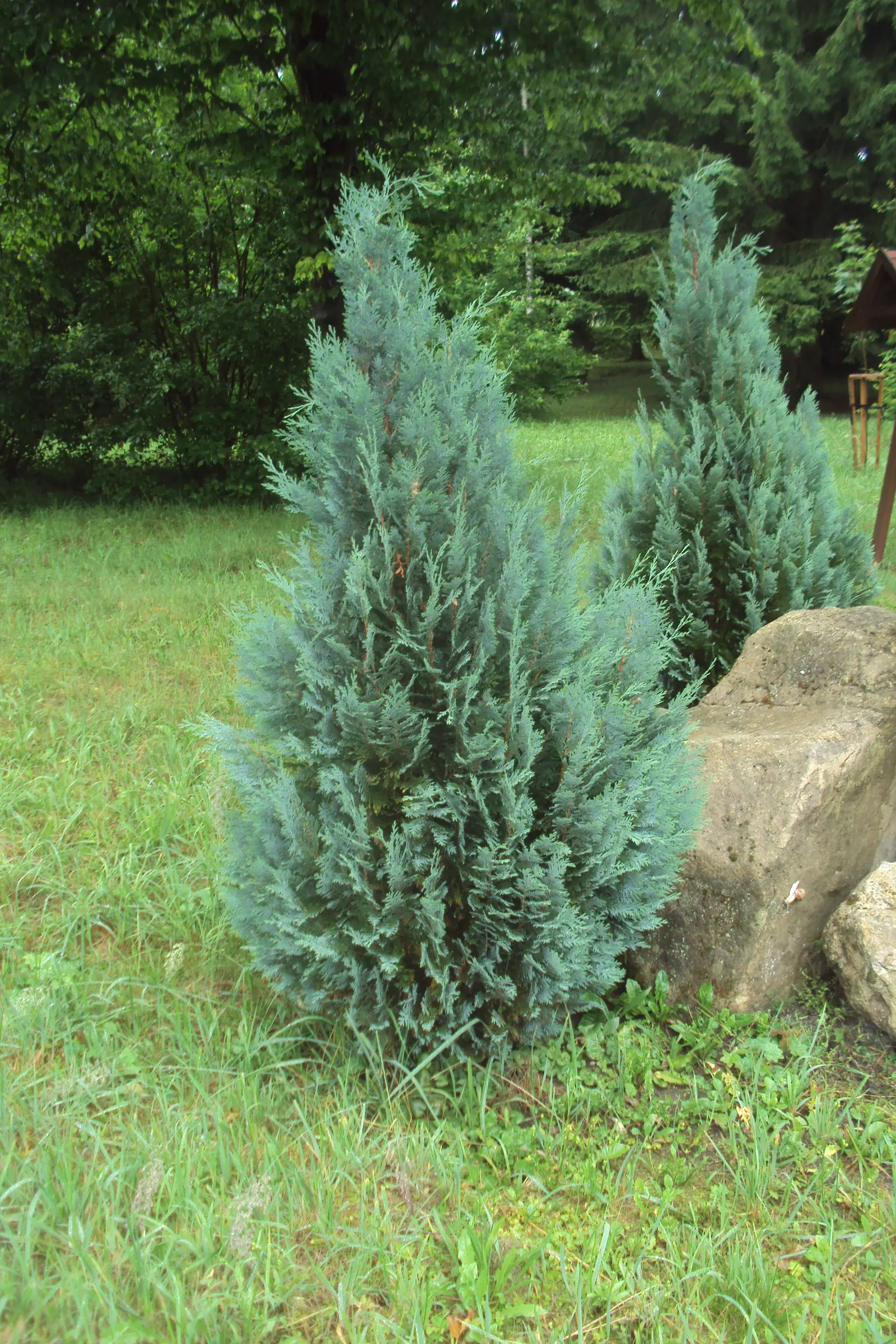 Port Orford Cedar (Chamaecyparis Lawsoniana) — providing a textured contrast to its soft foliage; approximately 0.3 to 0.4 inches in, image 74