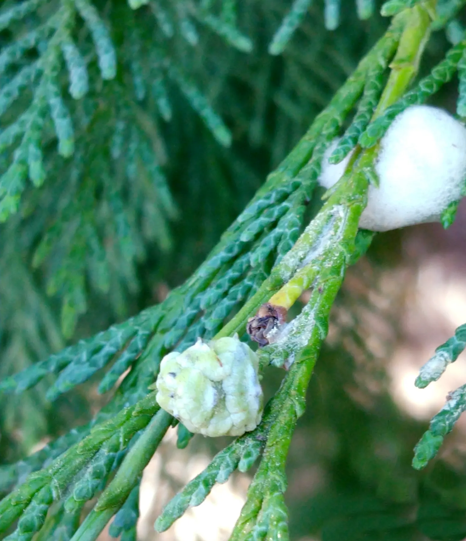 Port Orford Cedar (Chamaecyparis Lawsoniana) — Ideal for large landscapes, it requires well-drained soil; scale-like leaves are a vibrant green