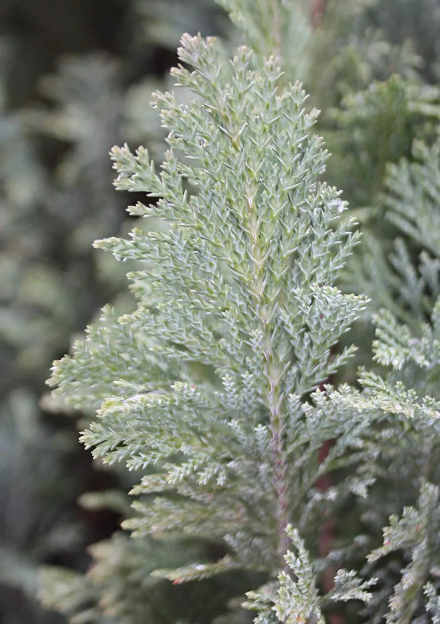 Port Orford Cedar (Chamaecyparis Lawsoniana) — evergreen conifer with a pyramidal shape; making it an excellent choice for creating vertical, image 102