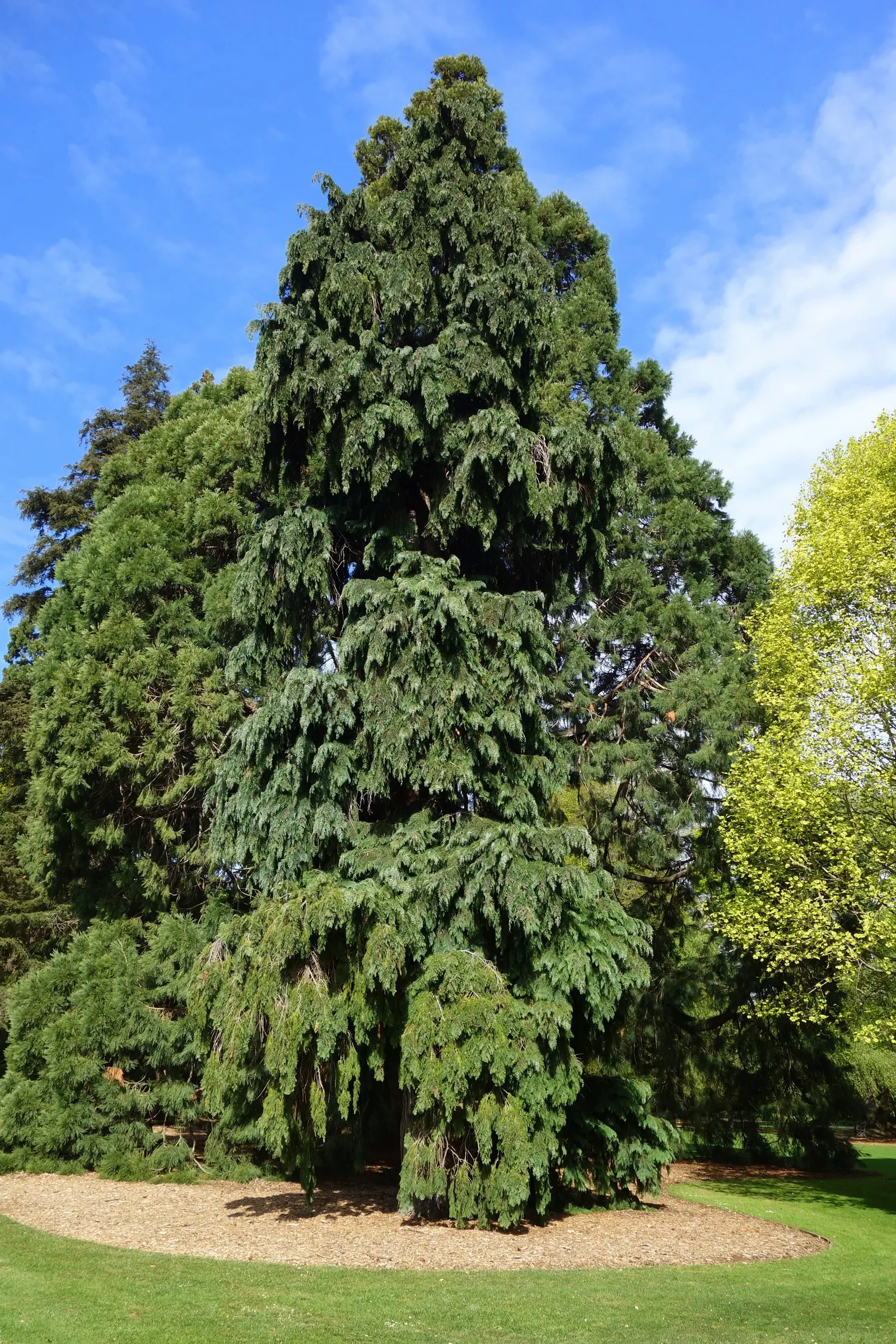 Port Orford Cedar (Chamaecyparis Lawsoniana) — Hardy in zones 7-9, it brings elegance and year-round interest, albeit susceptible to root rot if, image 46