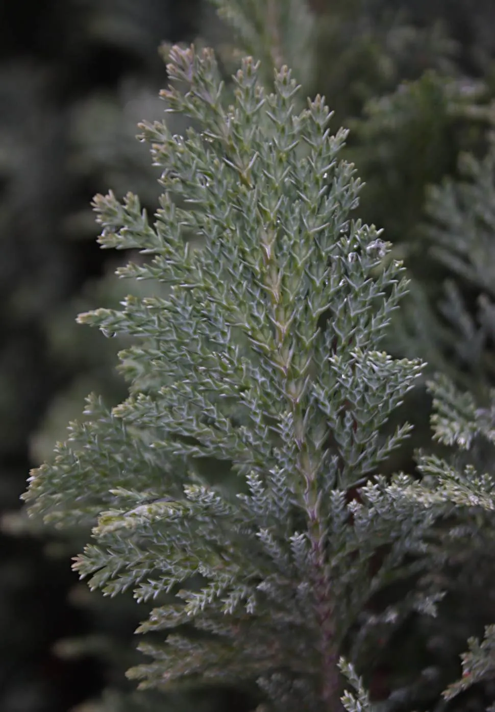 Port Orford Cedar (Chamaecyparis Lawsoniana) — sometimes tinged with blue; is a stately evergreen conifer known for its resilience and graceful, image 73