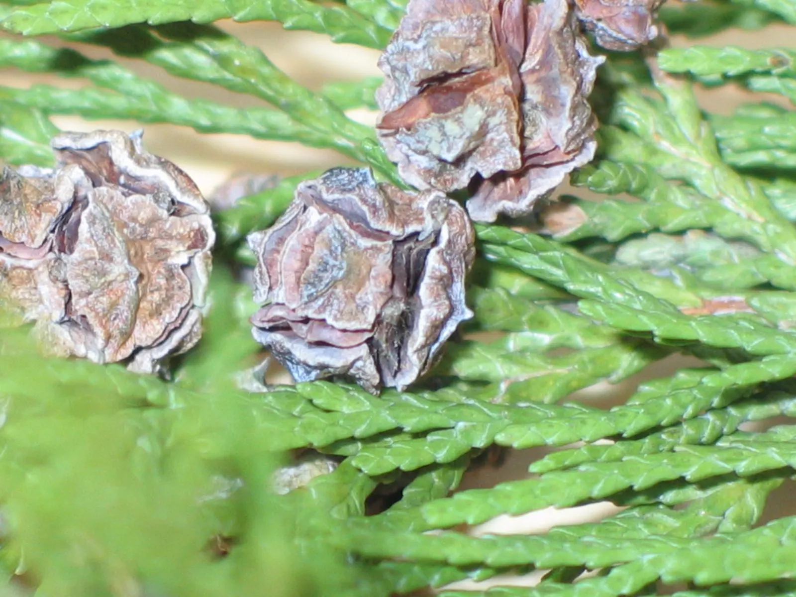 Port Orford Cedar (Chamaecyparis Lawsoniana) — scale-like leaves are a vibrant green; the Port Orford Cedar (Chamaecyparis lawsoniana) is a majestic, image 52