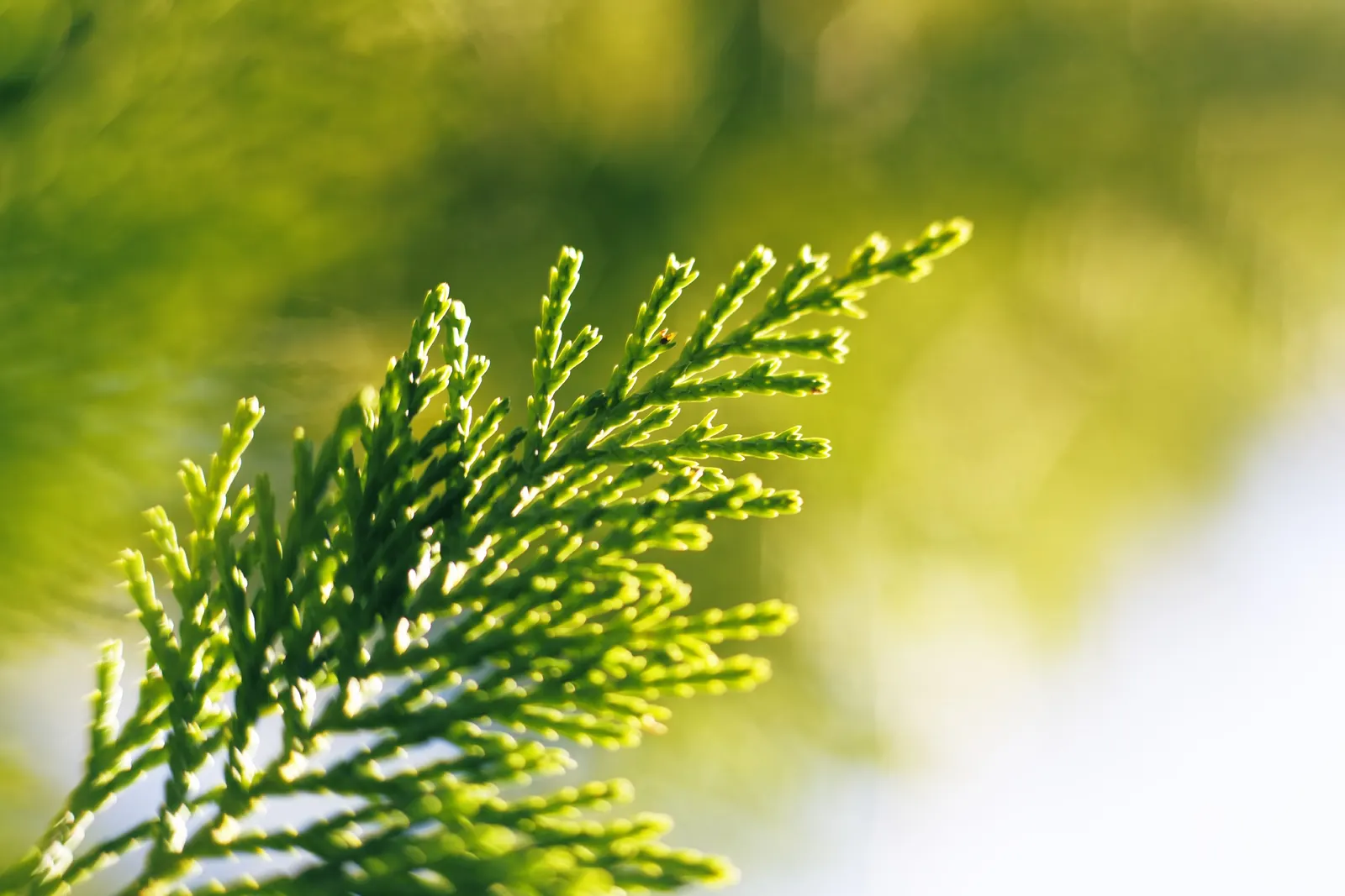 Port Orford Cedar (Chamaecyparis Lawsoniana) — reaching up to 150 ft tall and 6 ft in diameter; although regular watering is essential during dry, image 83