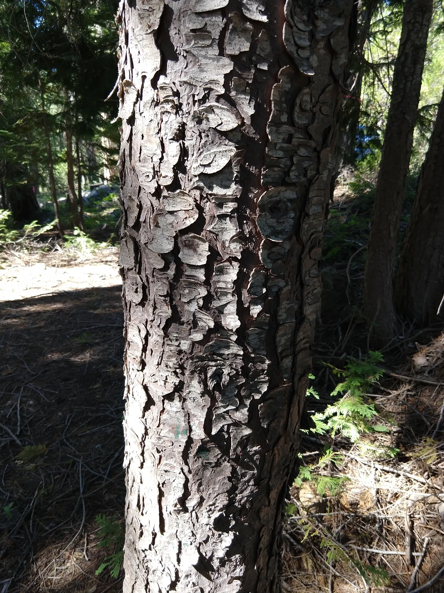 Port Orford Cedar (Chamaecyparis Lawsoniana) — It is adaptable but requires ample space for proper development, making it less suitable for compact, image 37