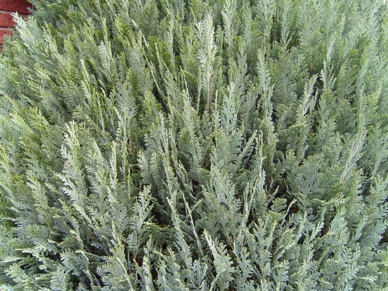 Port Orford Cedar (Chamaecyparis Lawsoniana) — conifer / tree for full; it is adaptable but requires ample space for proper development, making it, image 100