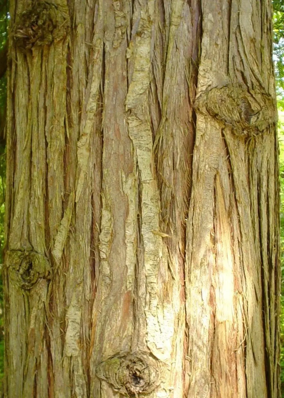 Port Orford Cedar (Chamaecyparis Lawsoniana) — is a stately evergreen conifer known for its resilience and graceful aesthetic; sometimes tinged, image 68