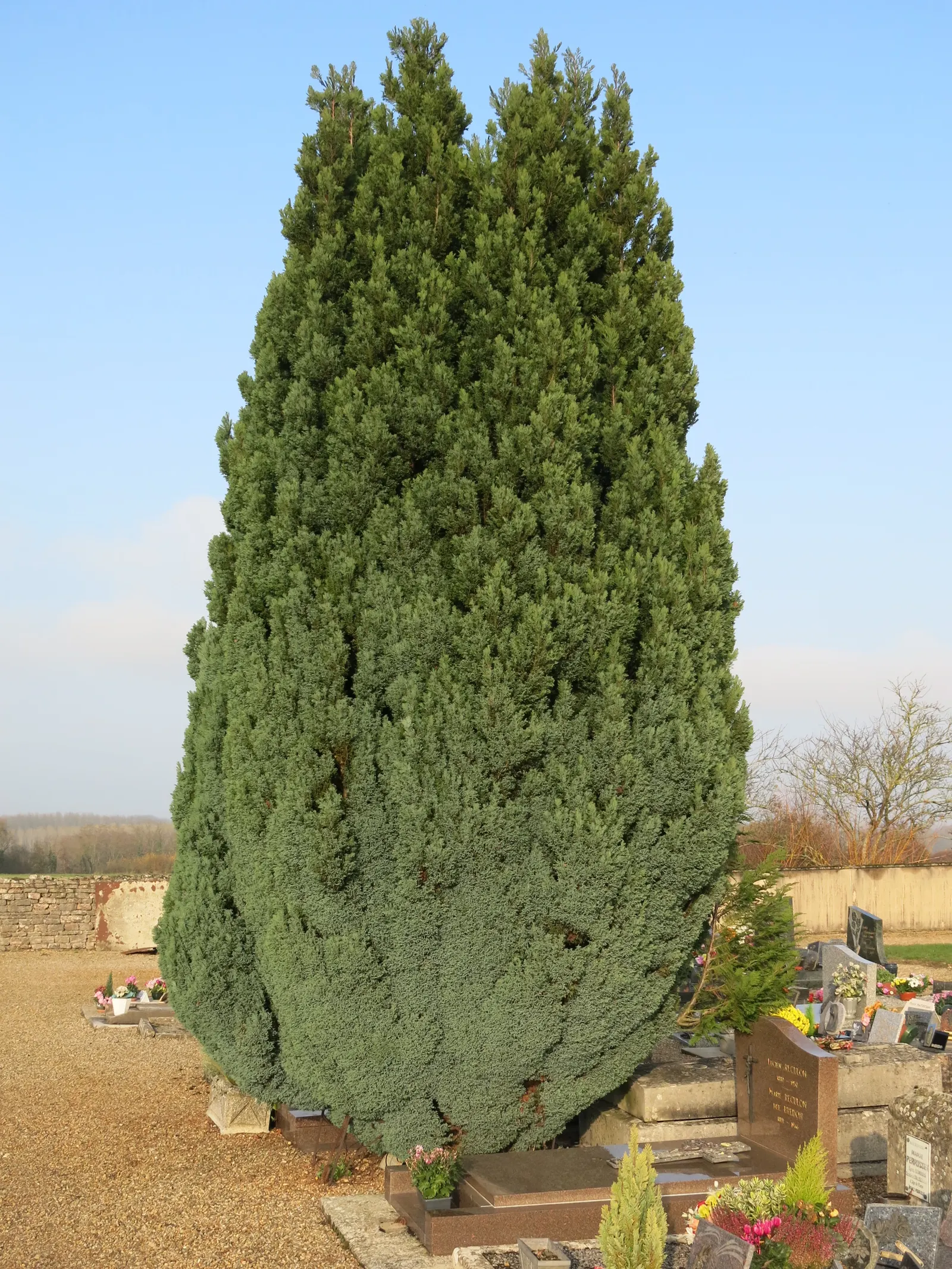 Port Orford Cedar (Chamaecyparis Lawsoniana) — sometimes tinged with blue; is a stately evergreen conifer known for its resilience and graceful, image 93