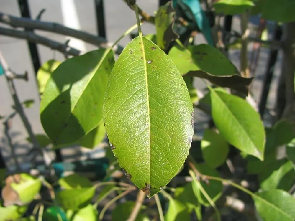 Edible Pear (Pyrus Communis) — is a deciduous tree that provides both aesthetic appeal and fruit harvest for garden owners