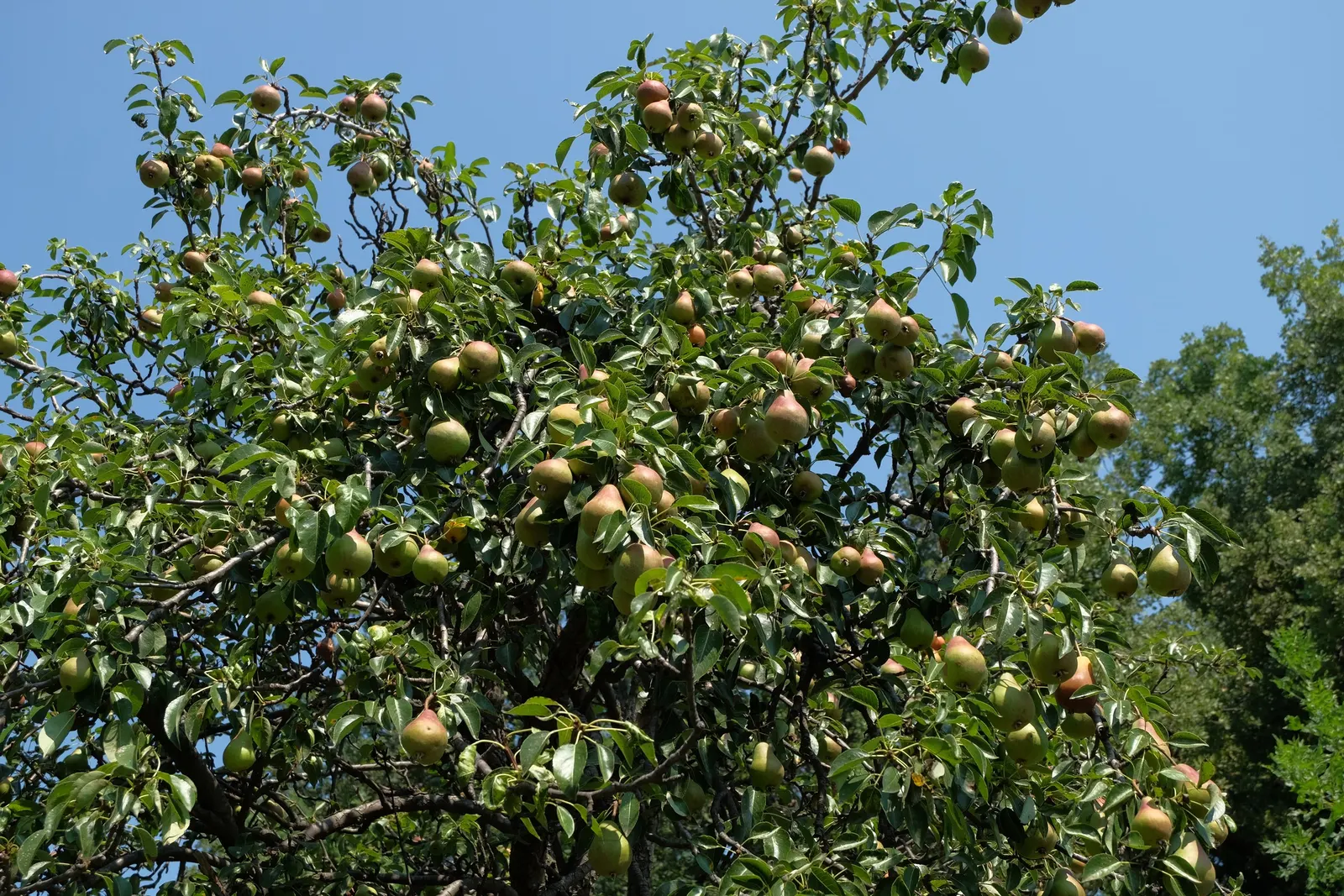 Edible Pear (Pyrus Communis) — is a deciduous tree coveted for its spring blossoms and sumptuous fruit; following the spring bloom, the tree, image 50
