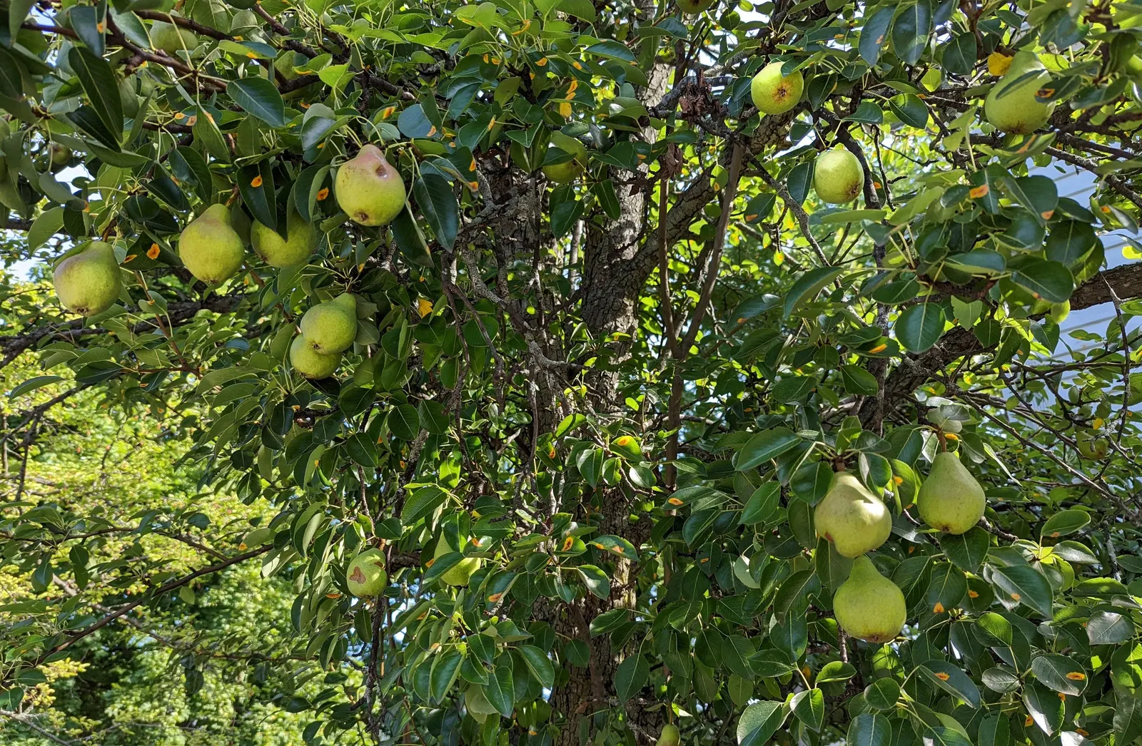 Edible Pear (Pyrus Communis) — including pruning and monitoring for health issues; each about 1 inch in diameter, image 91