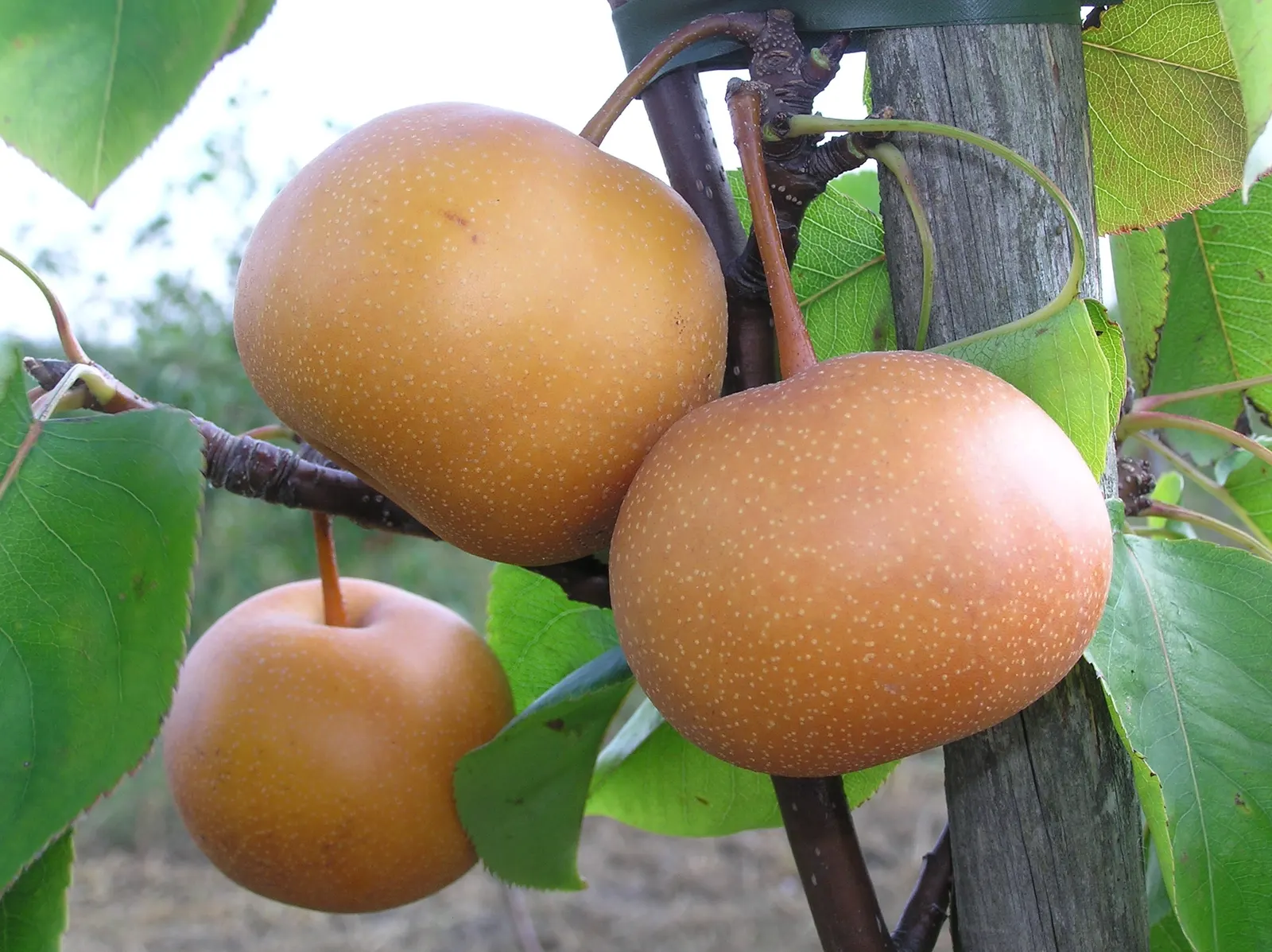 Edible Pear (Pyrus Communis) — loamy soil with a pH between 6.0 and 7.0