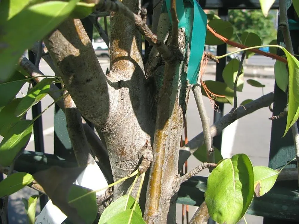 Edible Pear (Pyrus Communis) — These can vary in color from green to yellow and sometimes have a blush of red