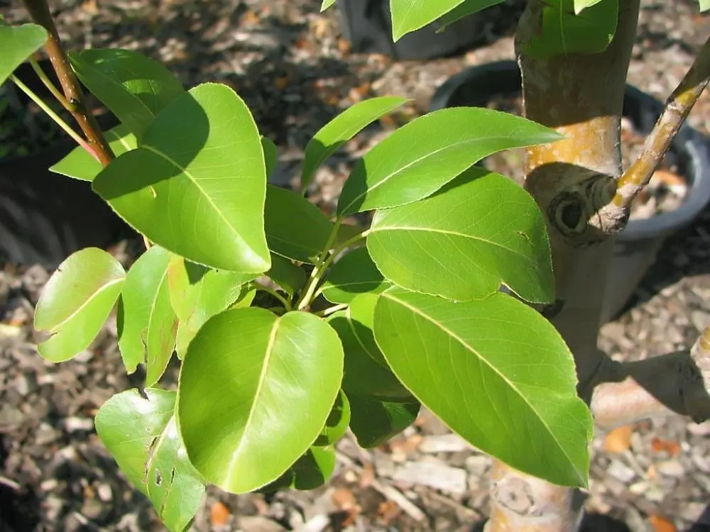 Edible Pear (Pyrus Communis) — For a bountiful fruit harvest; ripening typically from late summer to mid-fall.<br><br>Pear trees prefer full sun, image 88