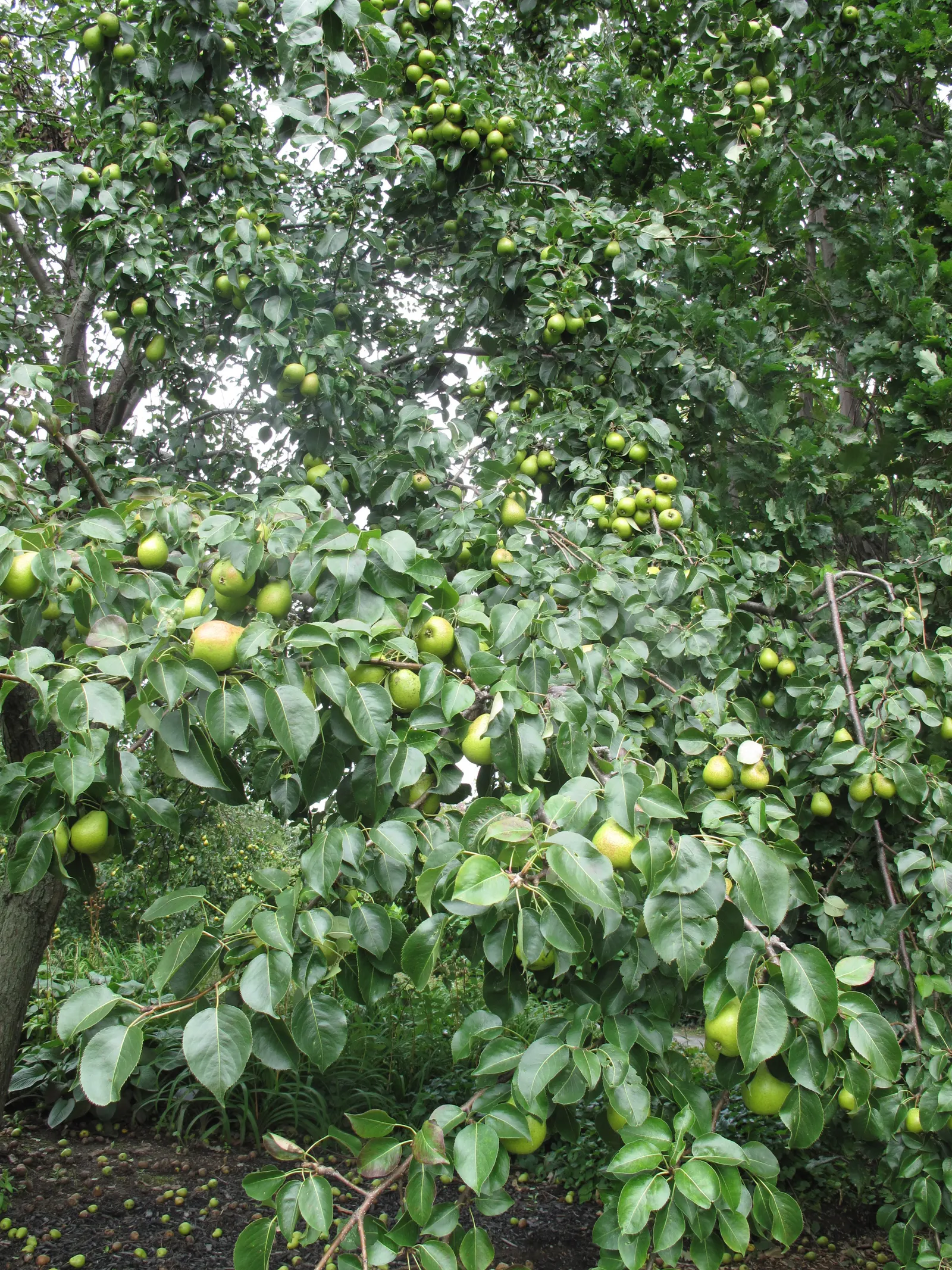 Edible Pear (Pyrus Communis) — Full sun nurtures optimal fruit production, with harvest times varying by cultivar; commonly known as the Edible Pear, image 76
