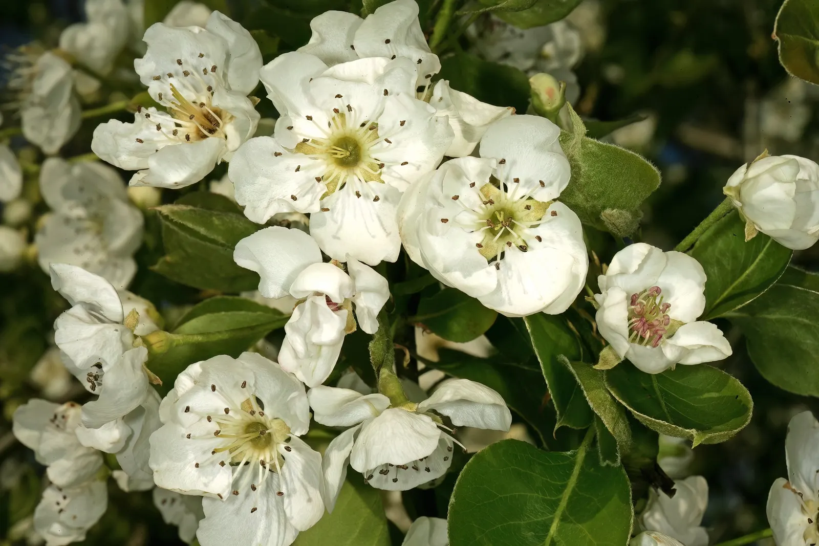 Edible Pear (Pyrus Communis) — such as codling moths and fire blight; mature trees reach 20-30 feet in height with a spread of 15-20 feet, thriving, image 66