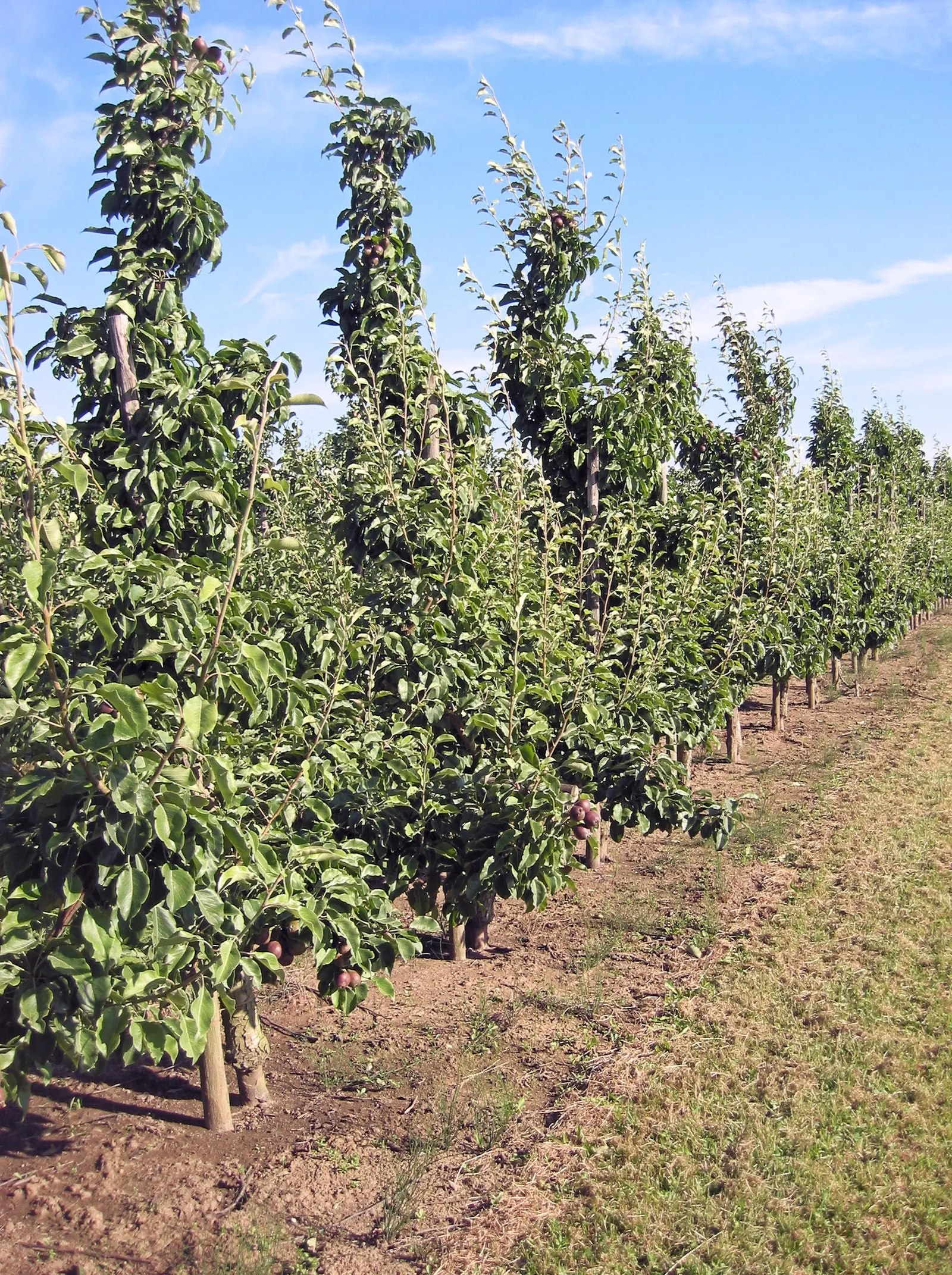 Edible Pear (Pyrus Communis) — white flowers in the garden
