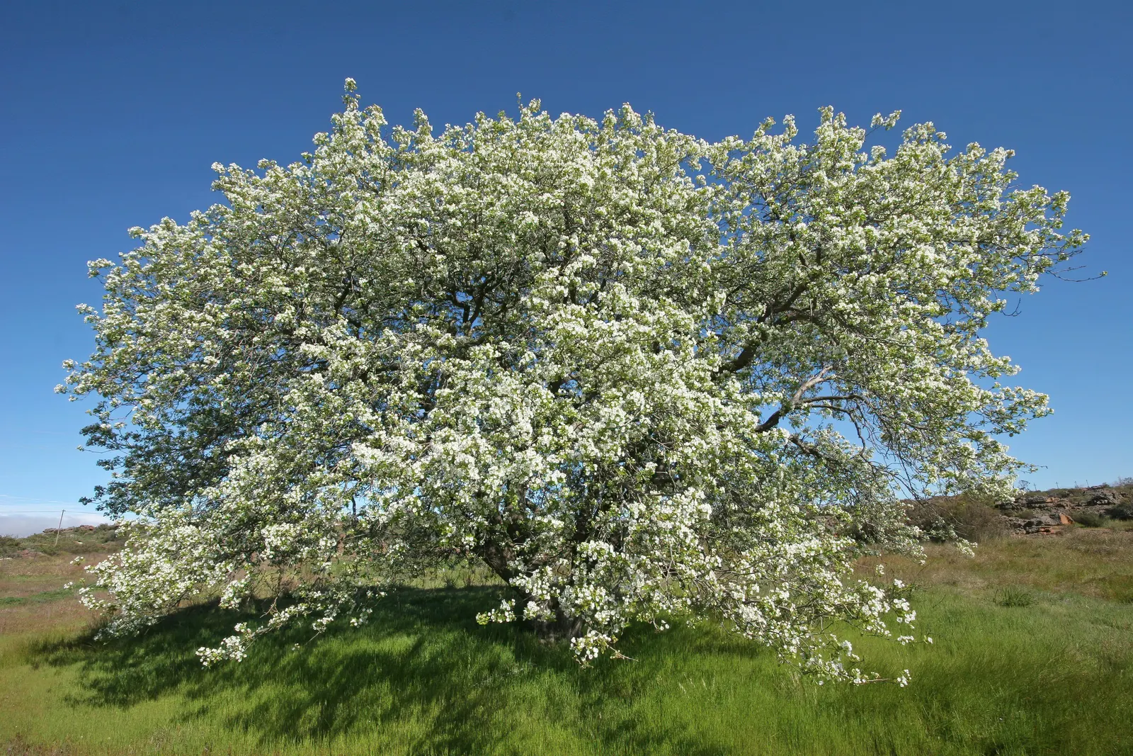 Edible Pear (Pyrus Communis) — displaying a rounded canopy that offers dappled shade