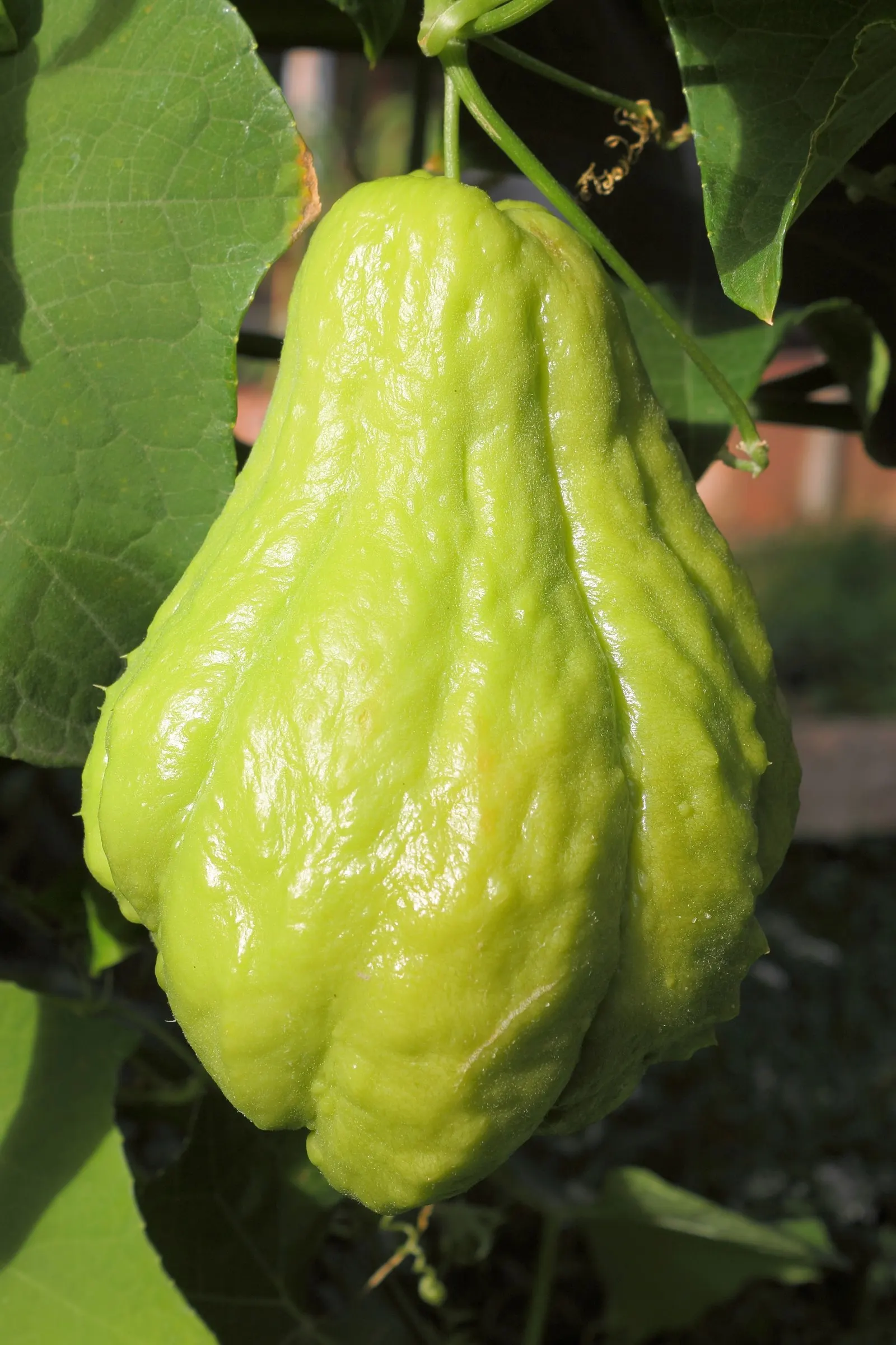Edible Pear (Pyrus Communis) — These can vary in color from green to yellow and sometimes have a blush of red; displaying a rounded canopy that, image 84