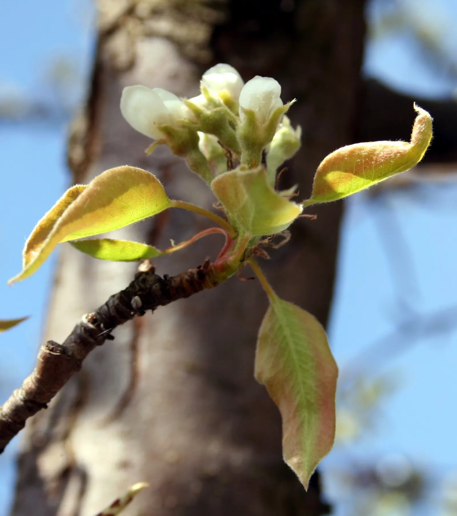 Edible Pear (Pyrus Communis) — tree for full; providing both beauty and edible delights in garden landscapes, image 72