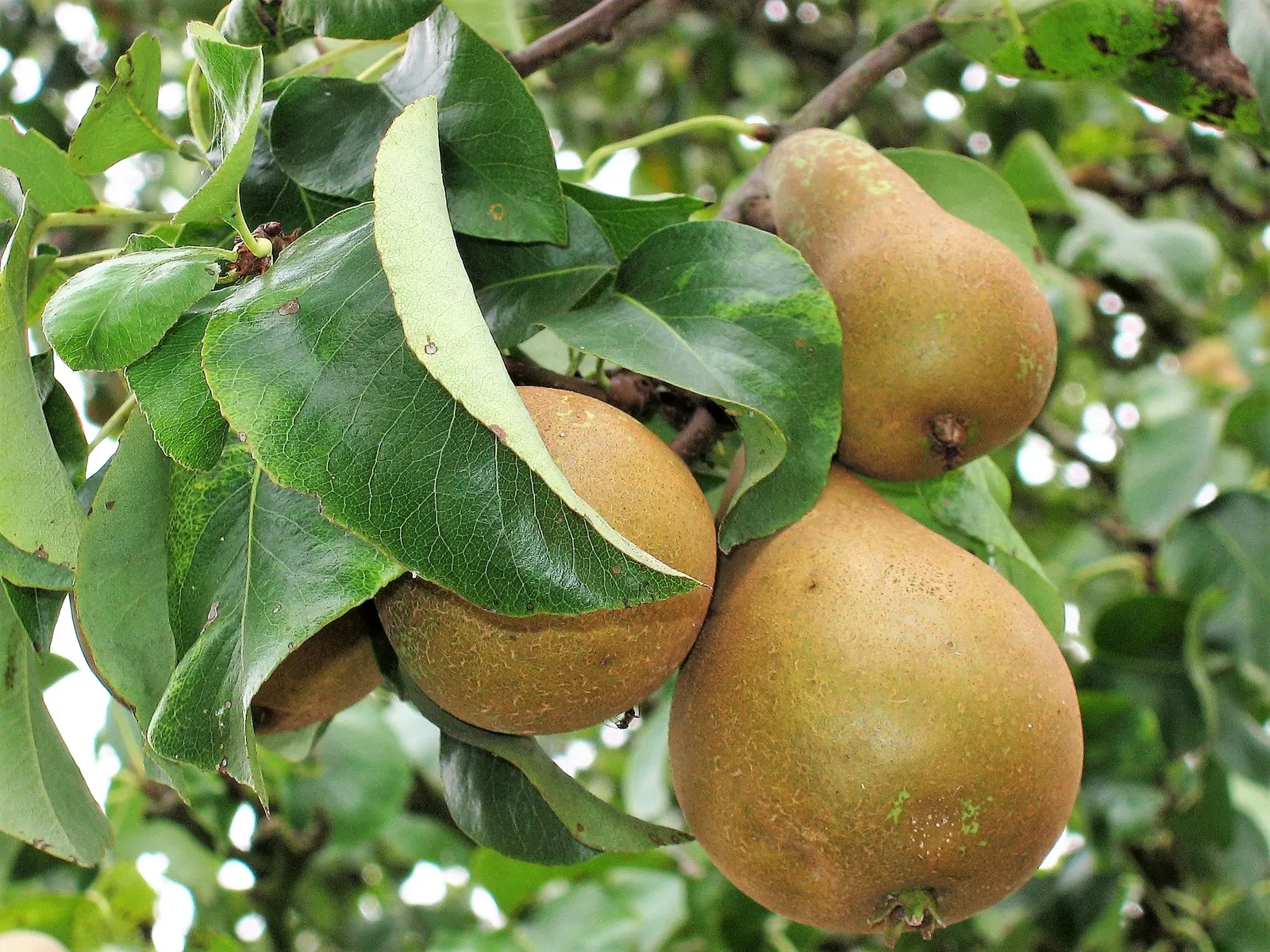 Edible Pear (Pyrus Communis) — providing both beauty and edible delights in garden landscapes; tree for full