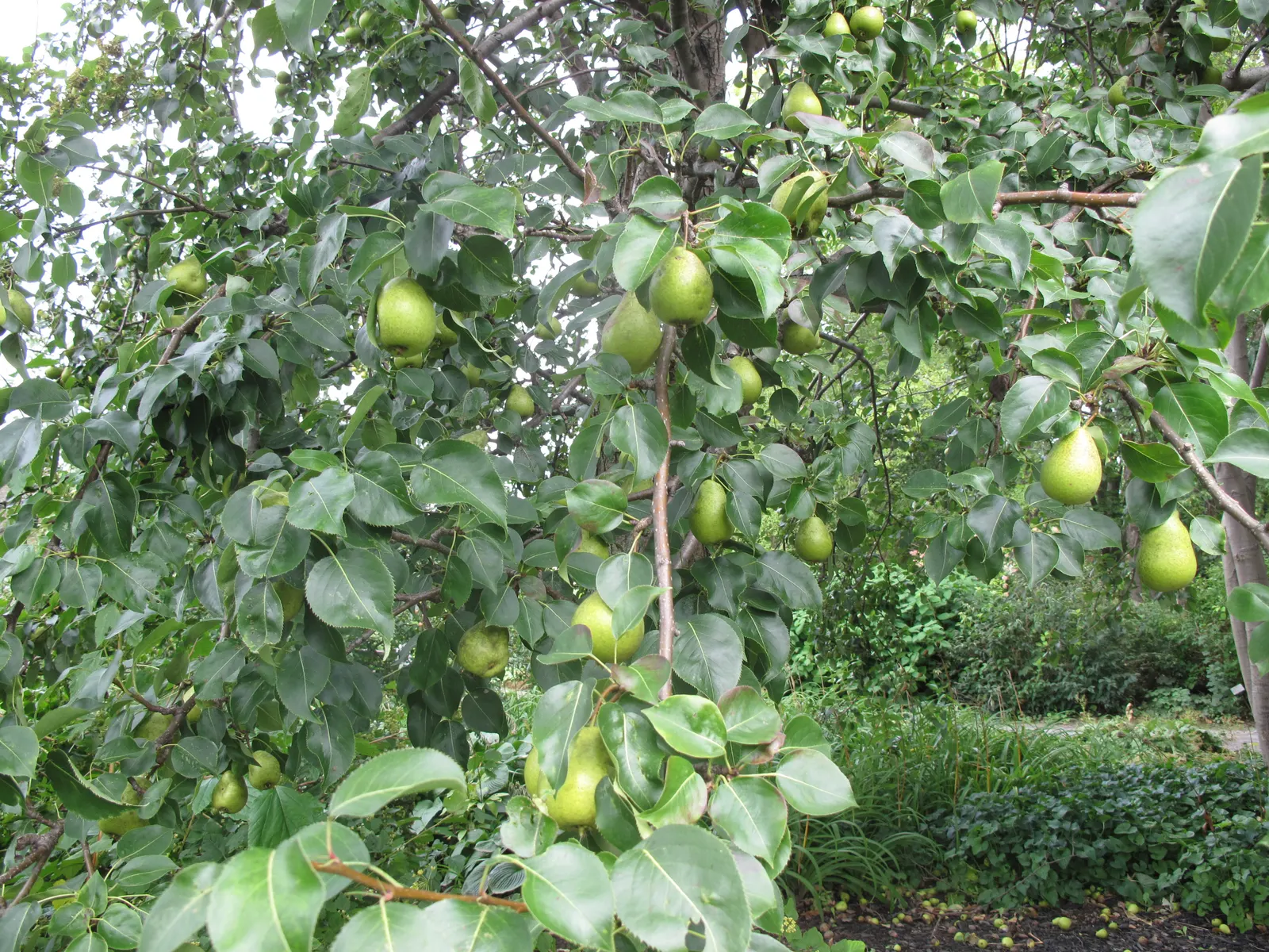Edible Pear (Pyrus Communis) — This species typically reaches a mature height of 20 to 30 feet with a spread of 12 to 20 feet