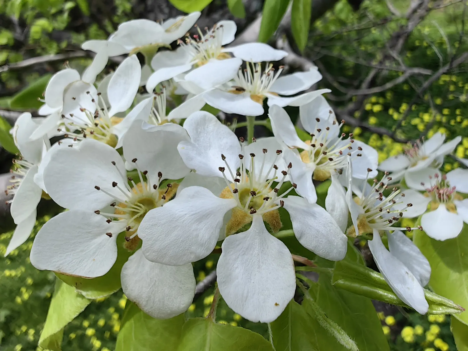 Edible Pear (Pyrus Communis) — For a bountiful fruit harvest; ripening typically from late summer to mid-fall.<br><br>Pear trees prefer full sun, image 64