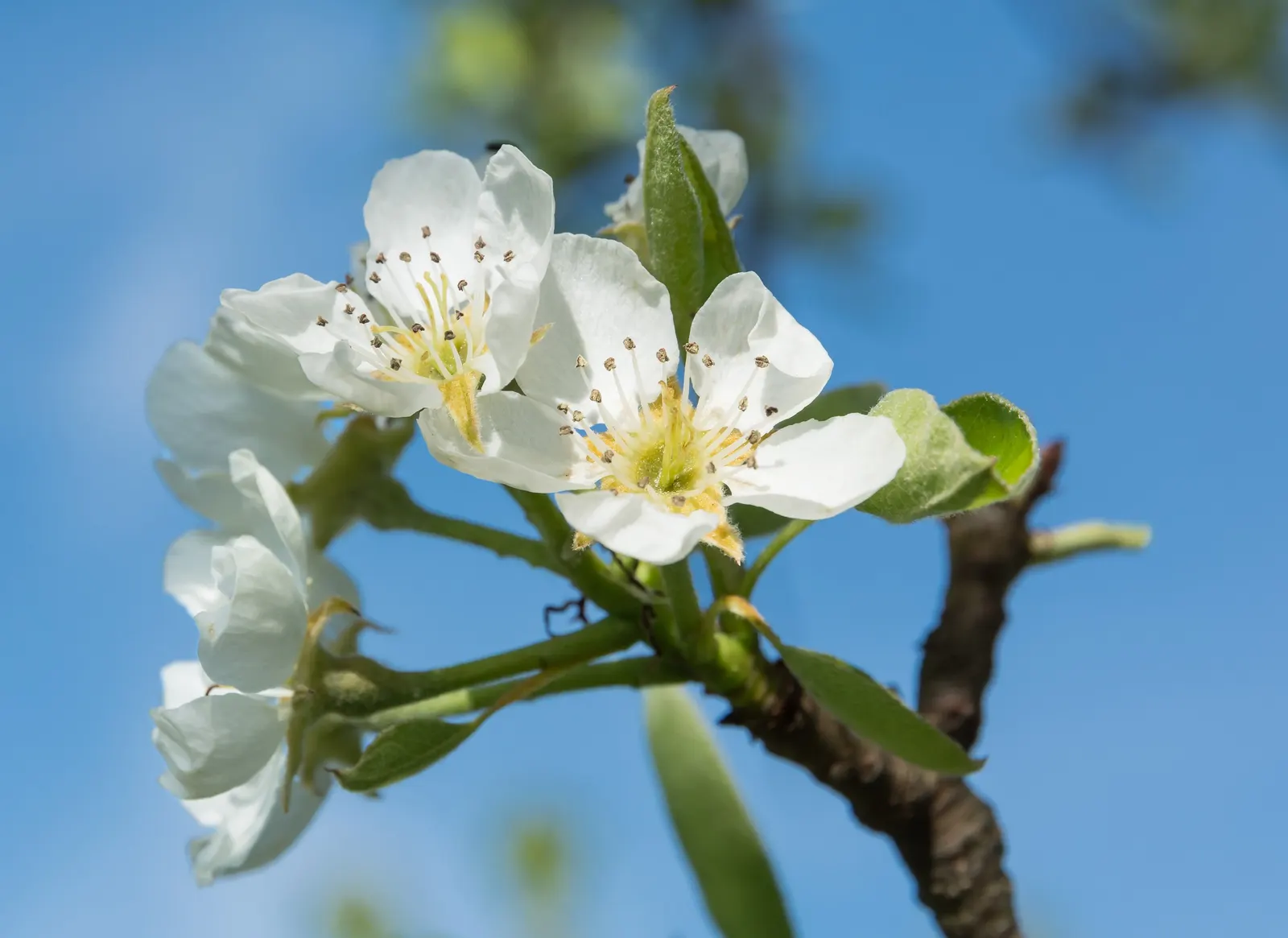 Edible Pear (Pyrus Communis) — Full sun nurtures optimal fruit production, with harvest times varying by cultivar