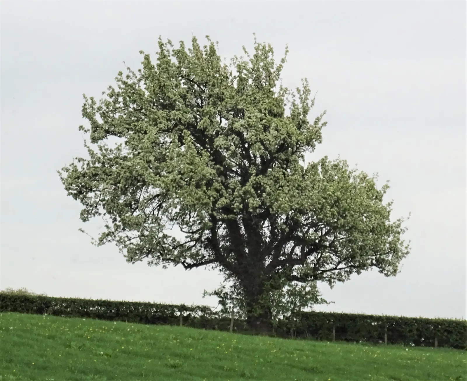 Edible Pear (Pyrus Communis) — cross-pollination is often necessary; thus
