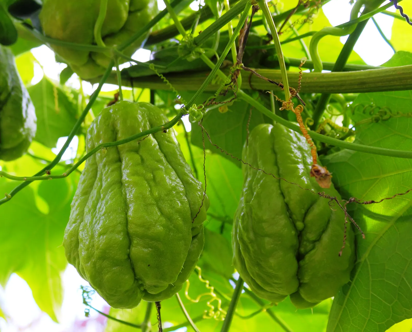 Edible Pear (Pyrus Communis) — commonly known as the European pear or simply edible pear; while tolerant of a range of conditions, adequate, image 78