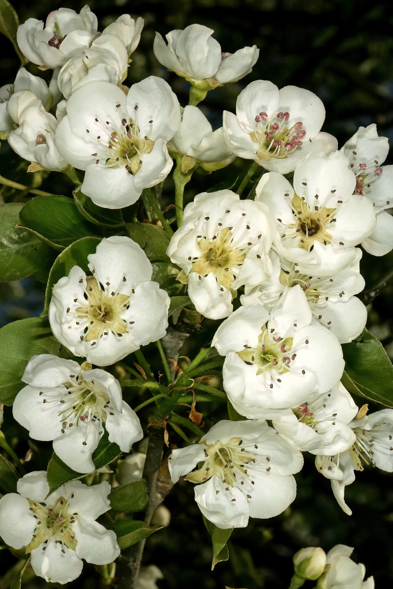 Edible Pear (Pyrus Communis) — cross-pollination is often necessary; thus; will help ensure a robust tree that can live upwards of 50 years, image 65