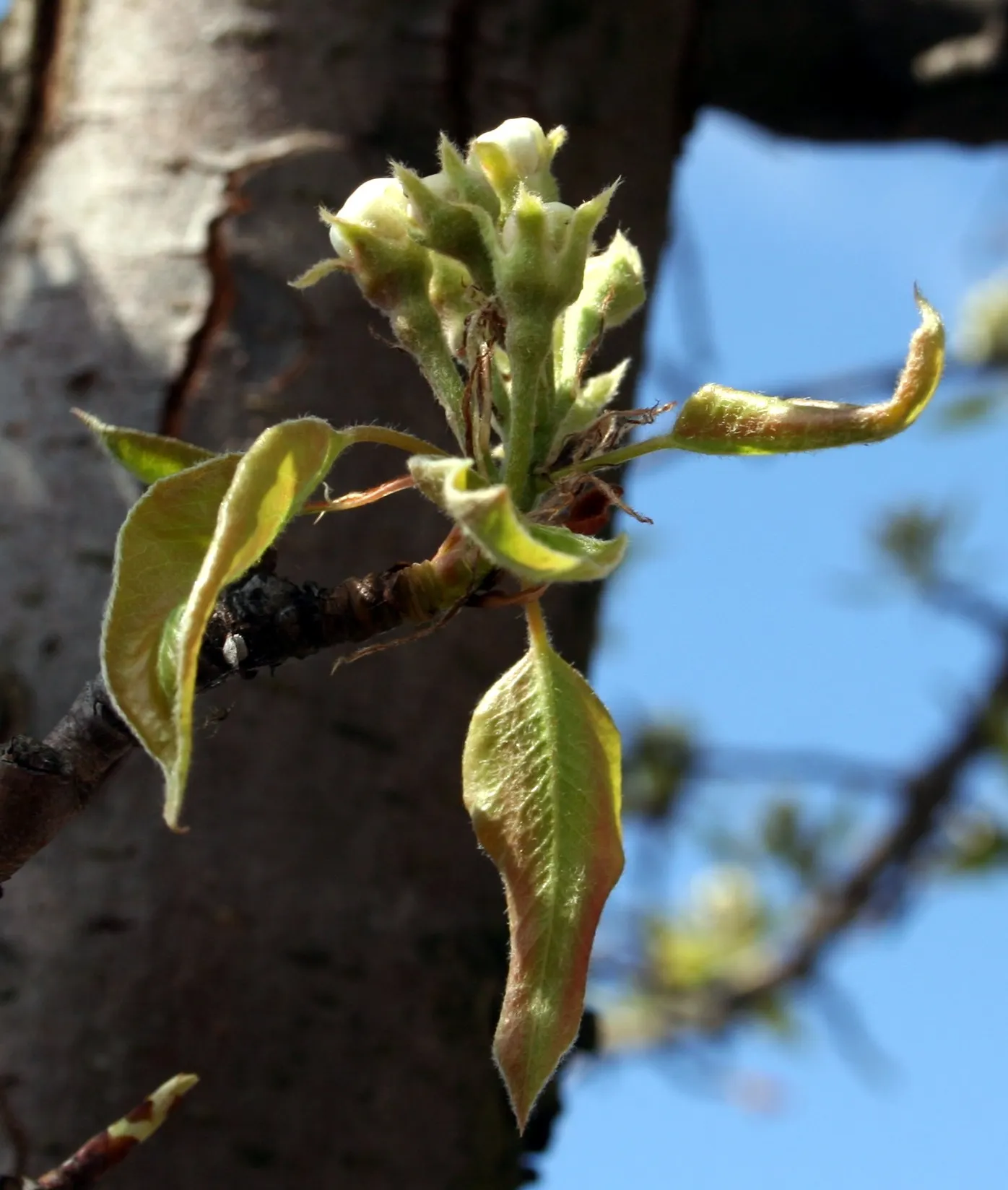 Edible Pear (Pyrus Communis) — commonly known as the European pear or simply edible pear; while tolerant of a range of conditions, adequate, image 54