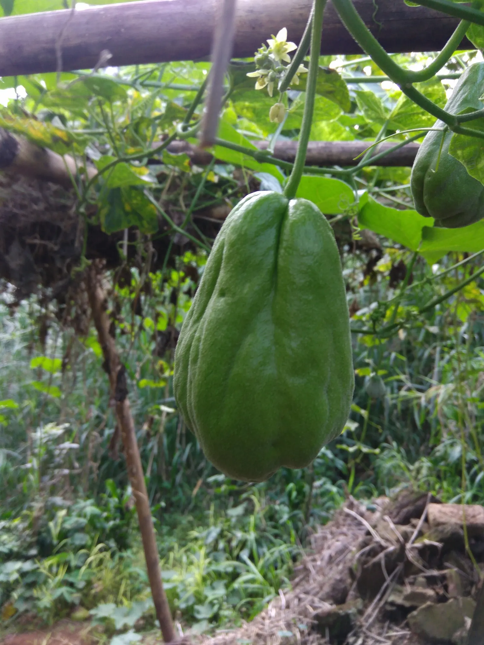 Edible Pear (Pyrus Communis) — displaying a rounded canopy that offers dappled shade; these can vary in color from green to yellow and sometimes have a blush