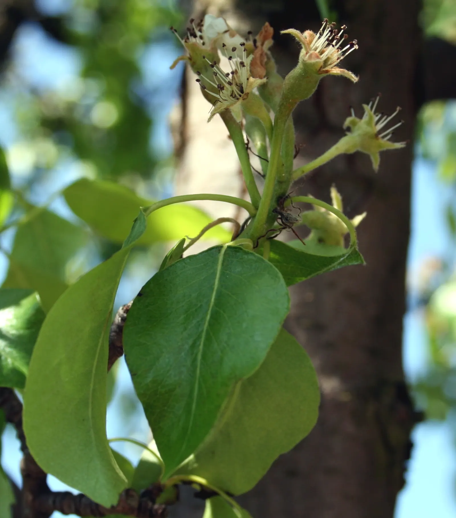 Edible Pear (Pyrus Communis) — Full sun nurtures optimal fruit production, with harvest times varying by cultivar; commonly known as the Edible Pear