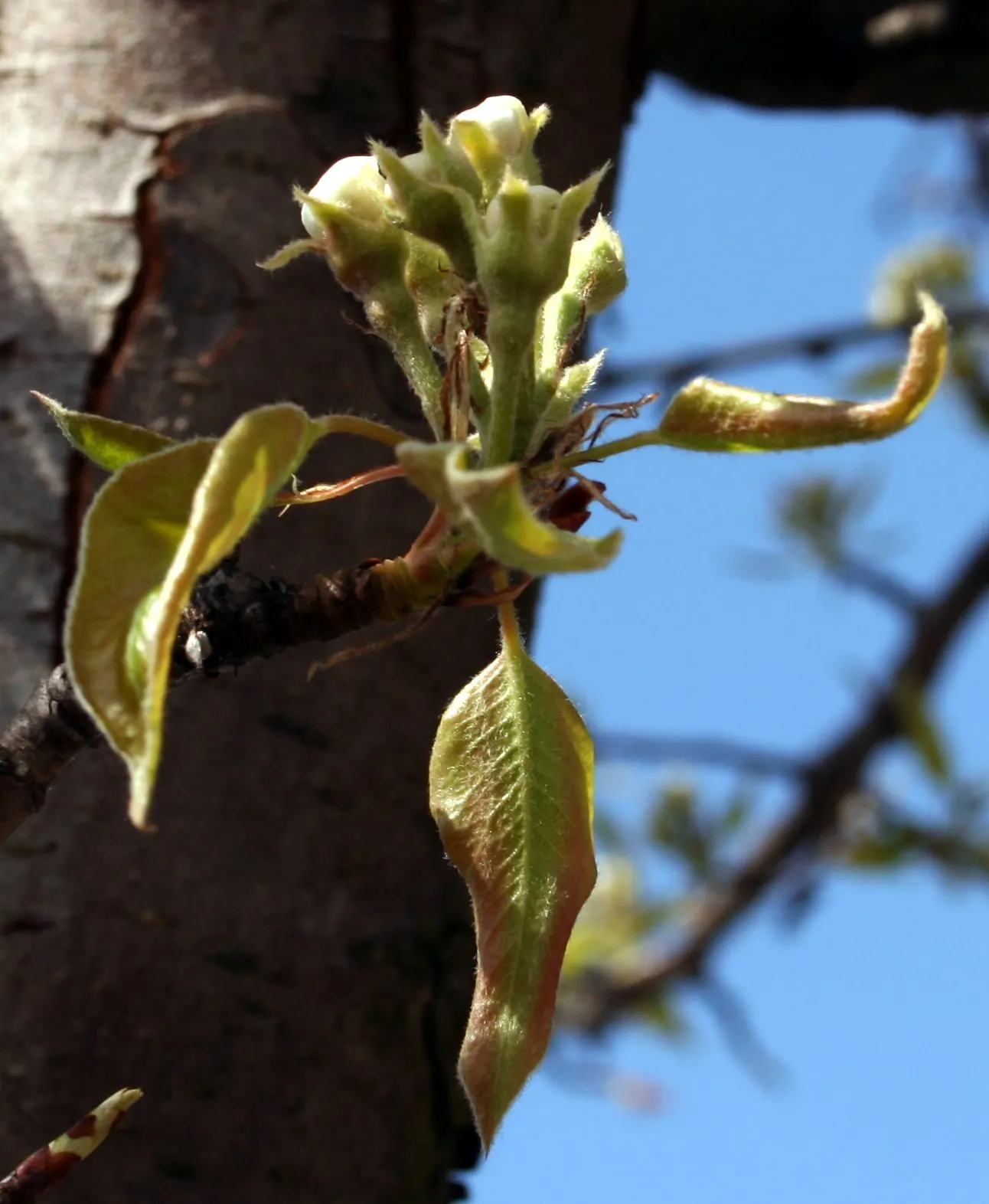 Edible Pear (Pyrus Communis) — displaying a rounded canopy that offers dappled shade; these can vary in color from green to yellow and sometimes, image 81