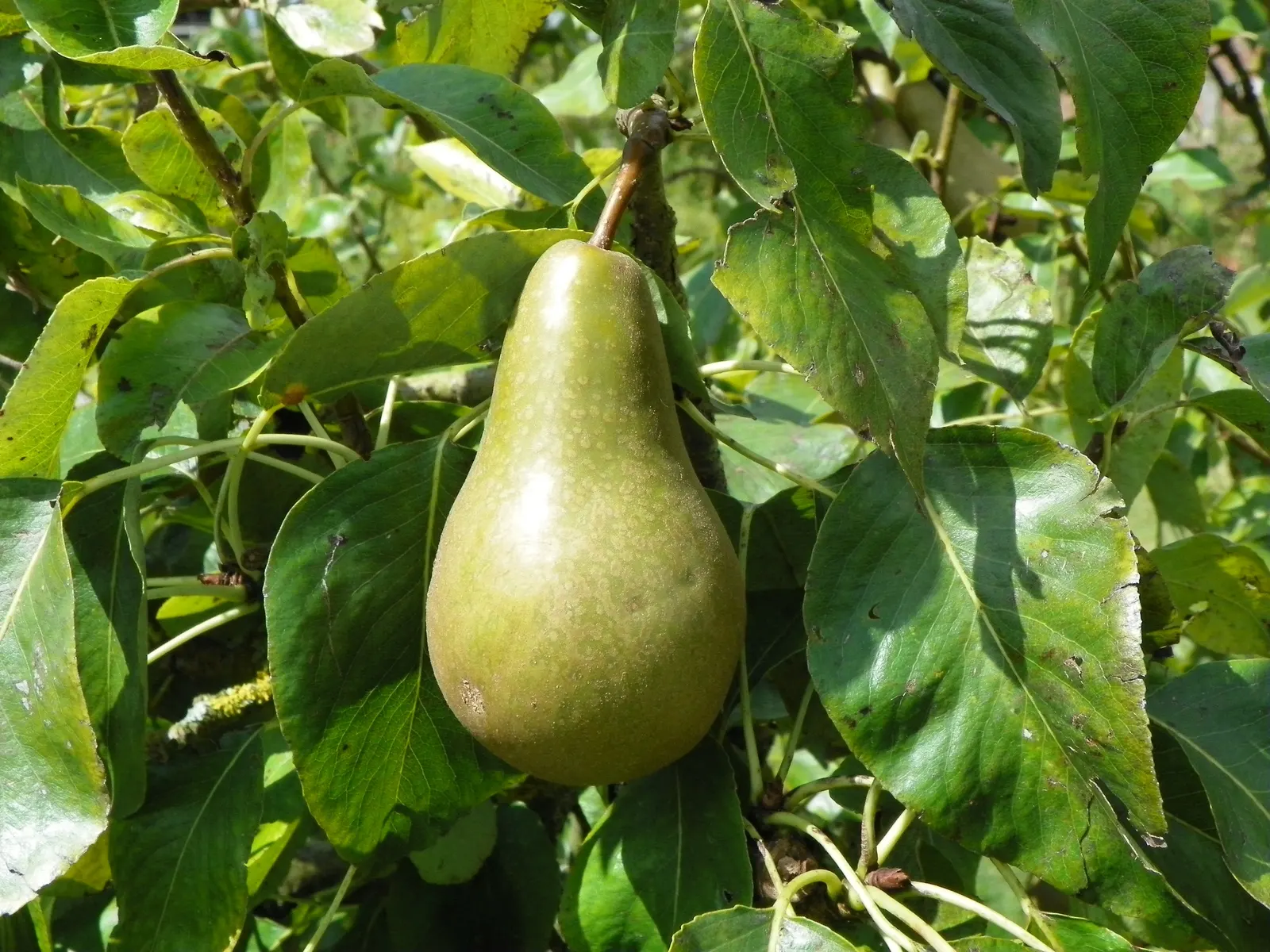 Edible Pear (Pyrus Communis) — ripening typically from late summer to mid-fall.<br><br>Pear trees prefer full sun and thrive in well-drained; for a bountiful